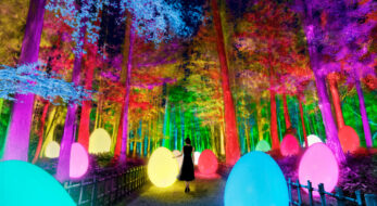 【チームラボ 偕楽園 光の祭】日本三名園・偕楽園がインタラクティブな光のアート空間に！