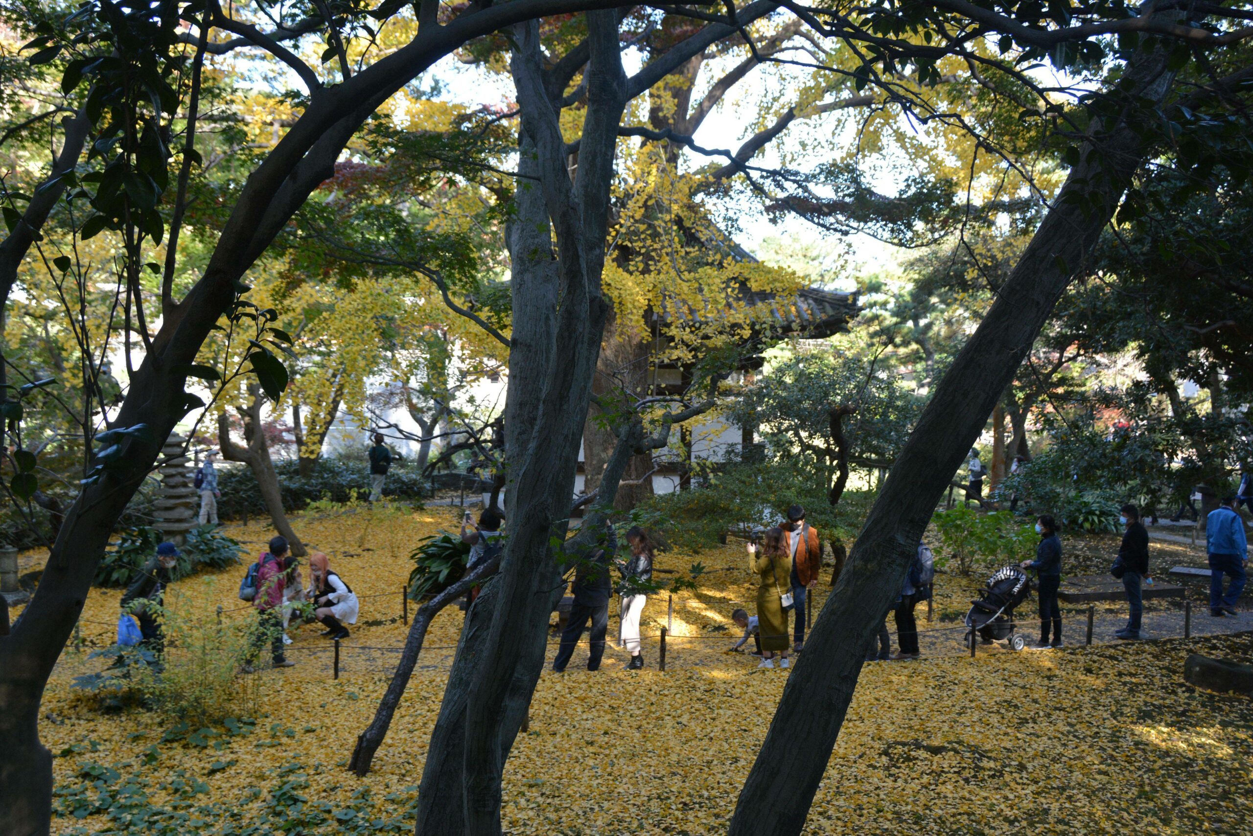 【紅葉の古建築公開】港町横浜で歴史と伝統を漂わせる三溪園を包む秋の彩り