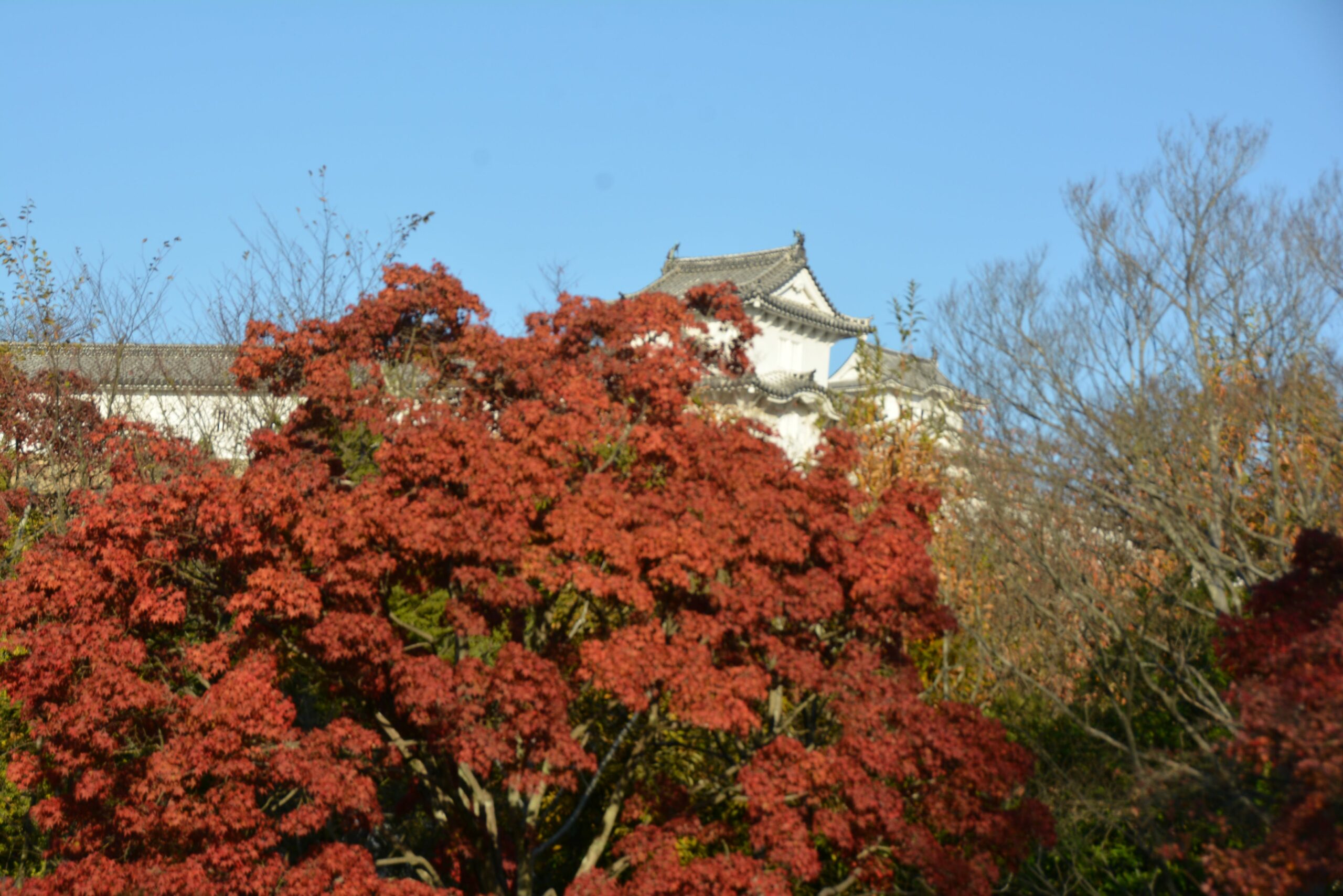 【好古園紅葉会】日本の秋の情緒と歴史が感じられる姫路城の池泉回遊式庭園