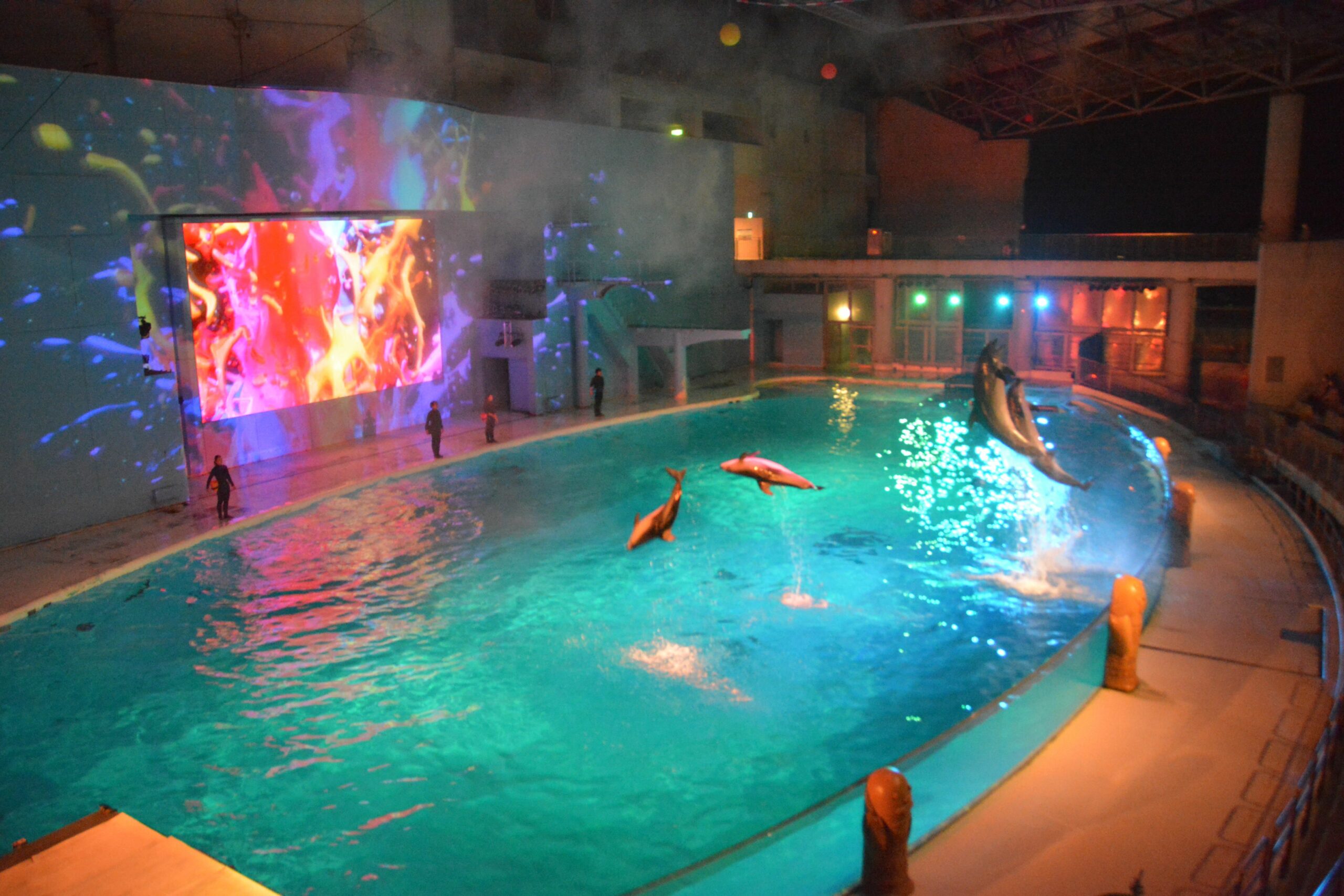 【八景島シーパラダイス・ミスティカルアイランド】光の演出に加わるイルカ