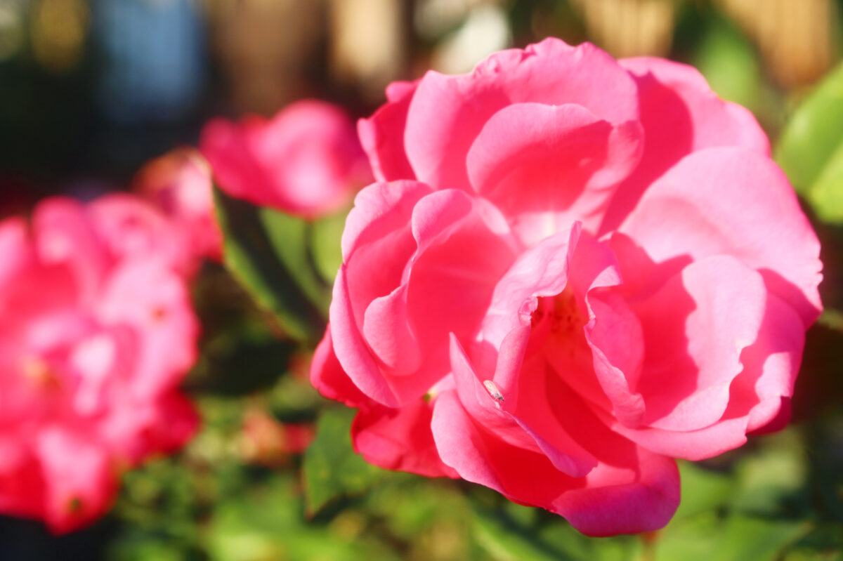 おふさ観音秋のバラまつり！カラフルなバラが咲き、香りに包まれる境内は必見