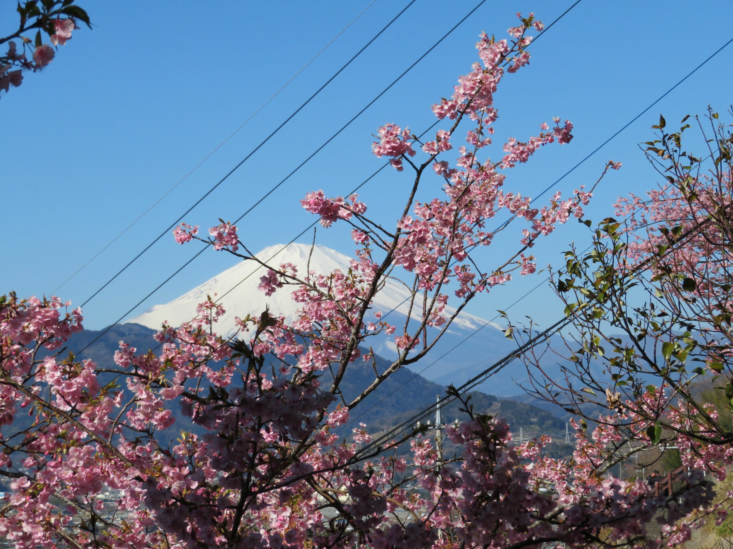 【まつだ桜まつり】絶妙のバランスで色彩が溶け合う河津桜、菜の花、富士山