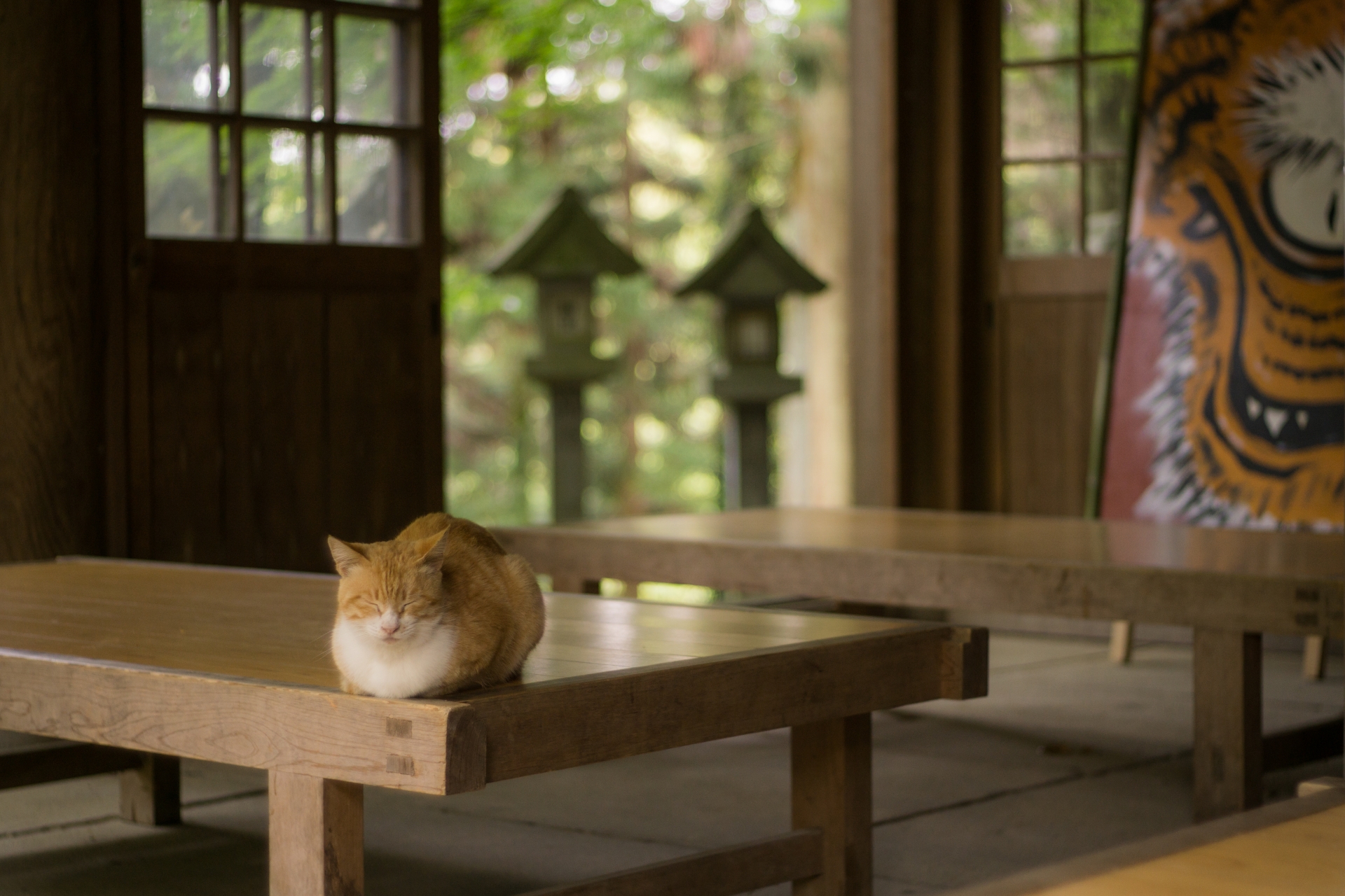 【ねこ寺】猫に縁を持つ寺院5選！猫が多いだけじゃない？