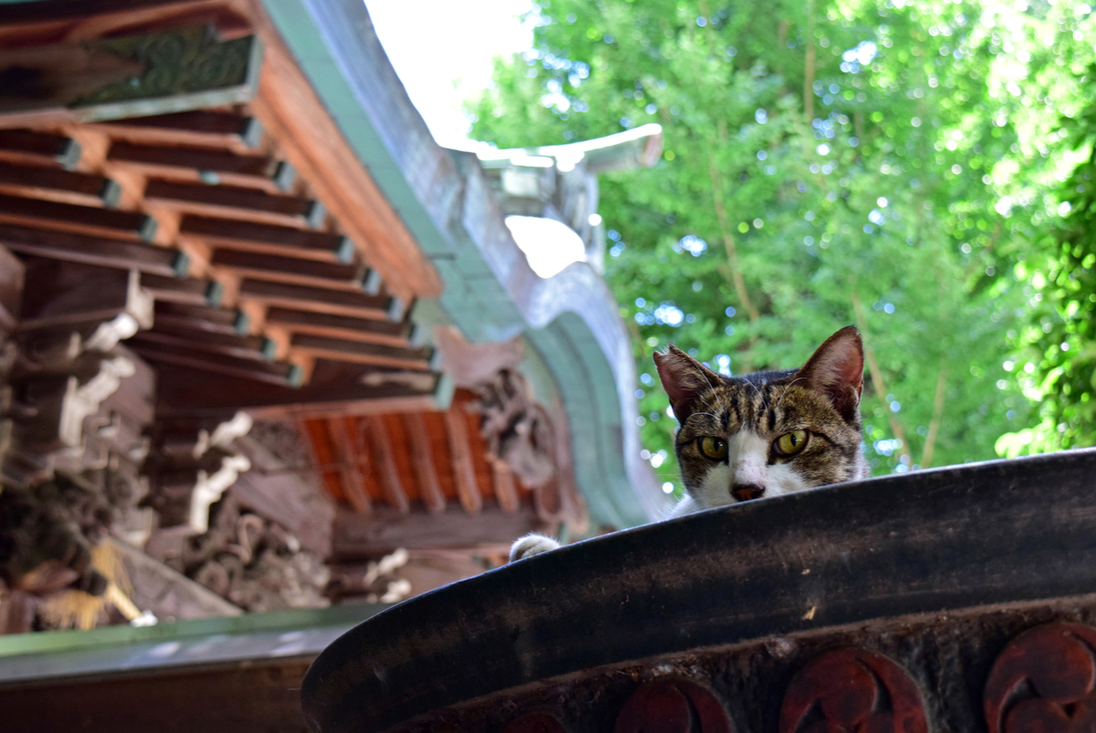 【ねこ神社】猫にまつわる国内の神社5選