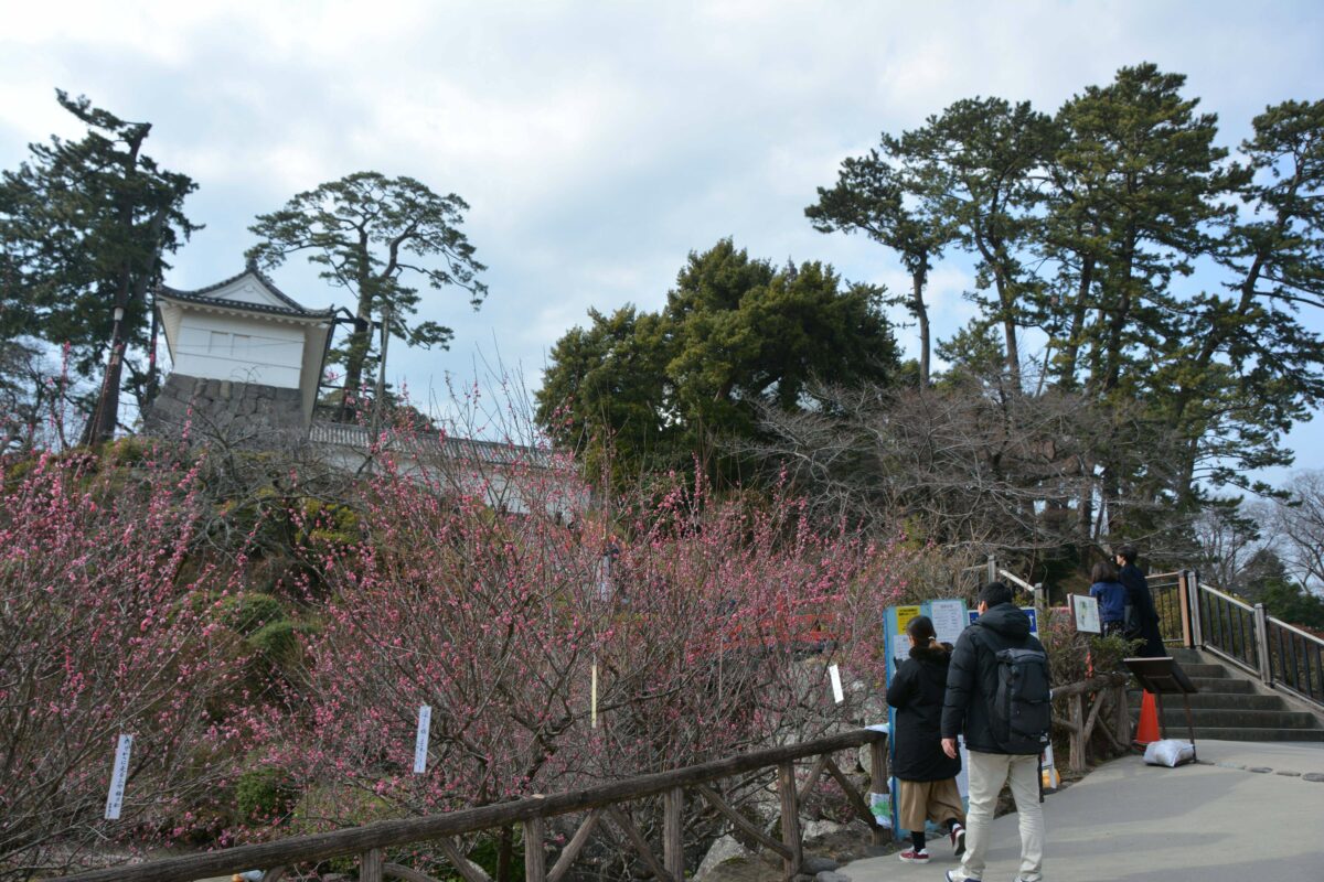 【小田原城梅まつり】北条氏が戦国時代から奨励し城下に広がった初春の彩り