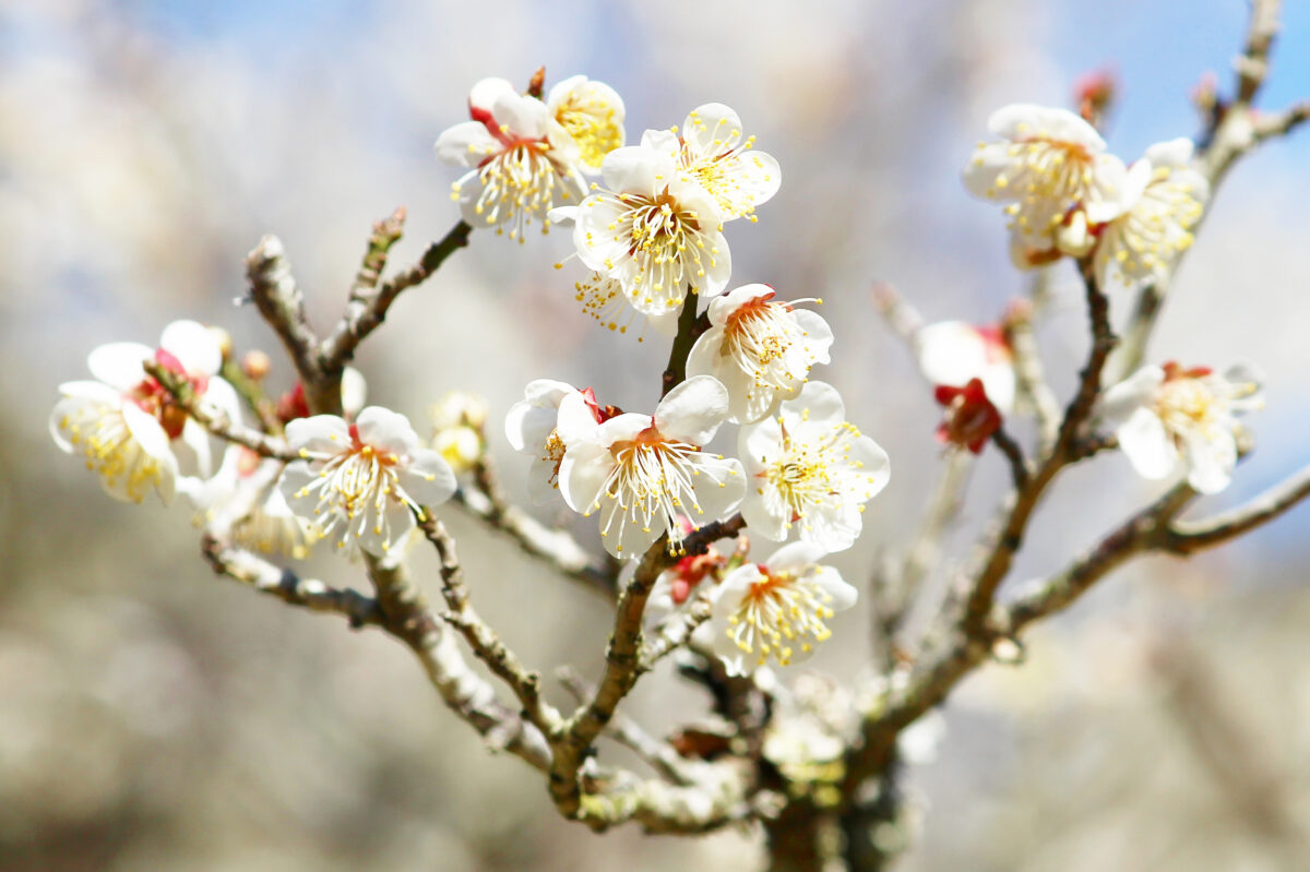 成田の梅まつり2021スタート！成田山公園の梅が満開、催し物も開催の初日速報