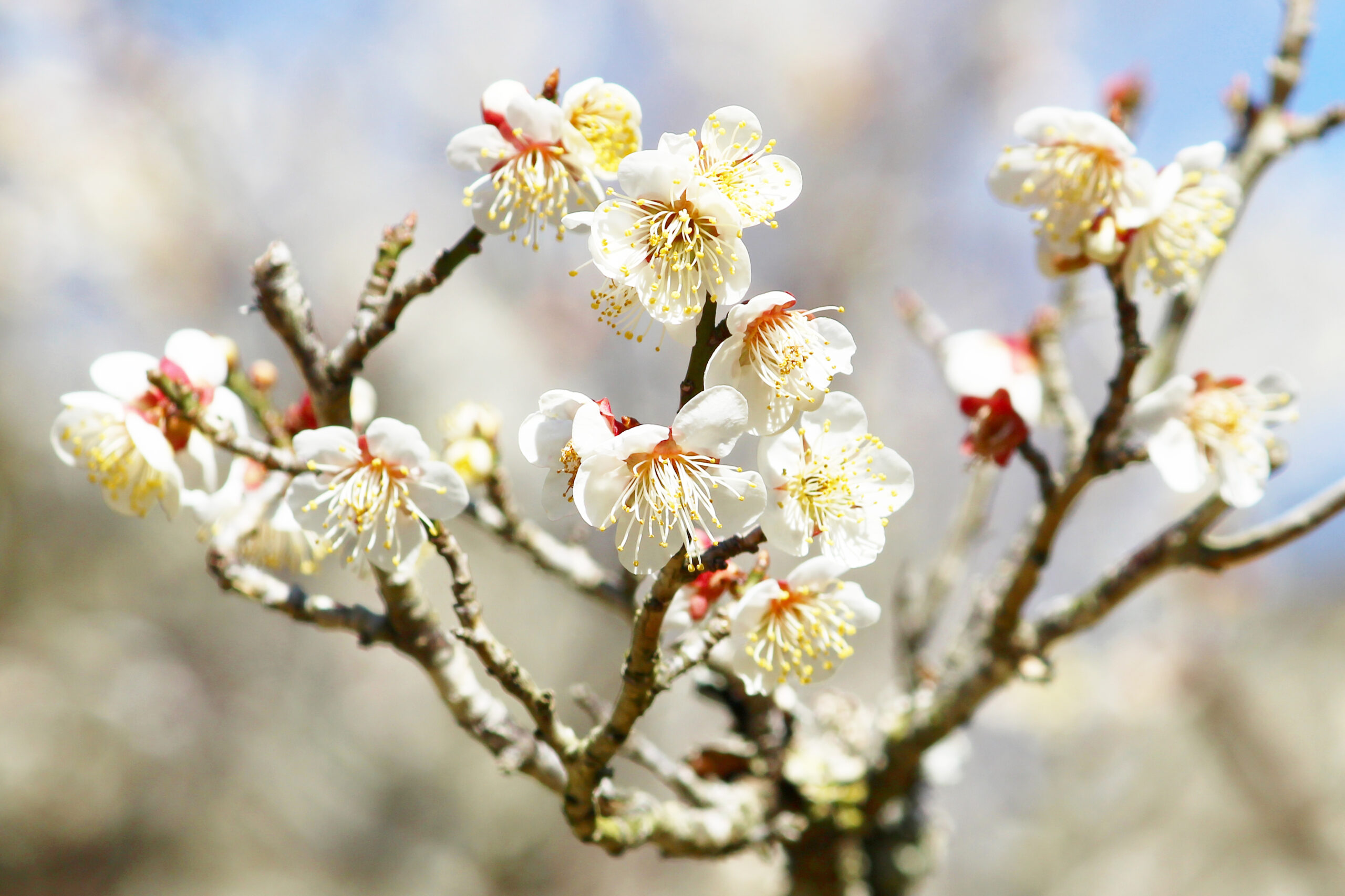 成田の梅まつり2021スタート！成田山公園の梅が満開、催し物も開催の初日速報
