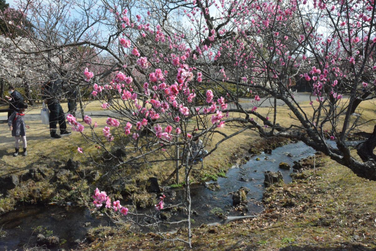 【渓流の梅園梅まつり】関東最多級の品種を誇る小田原フラワーガーデン