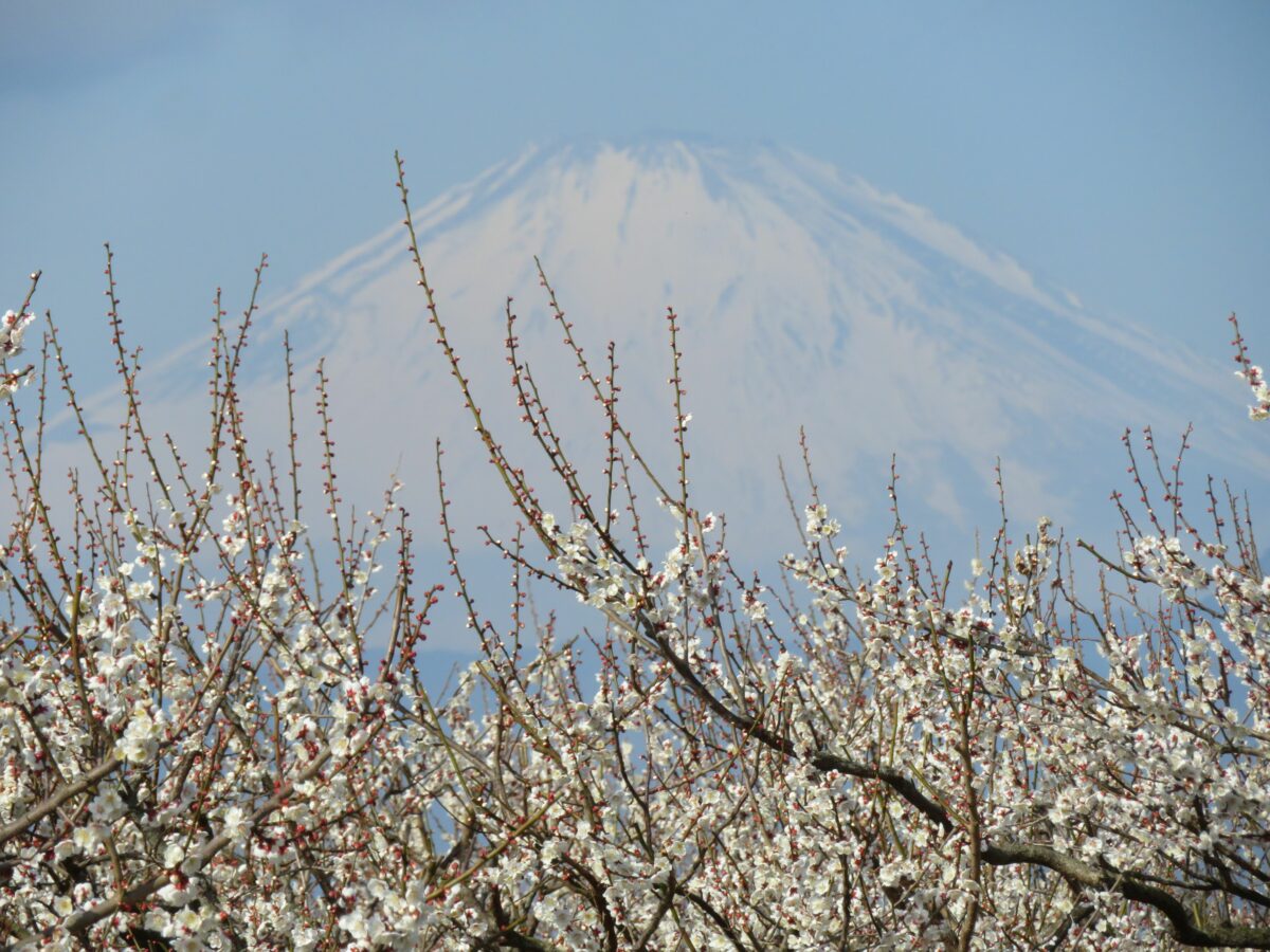 【曽我別所梅まつり】雪化粧の富士山を背景に可憐な花を咲かせる紅白の梅