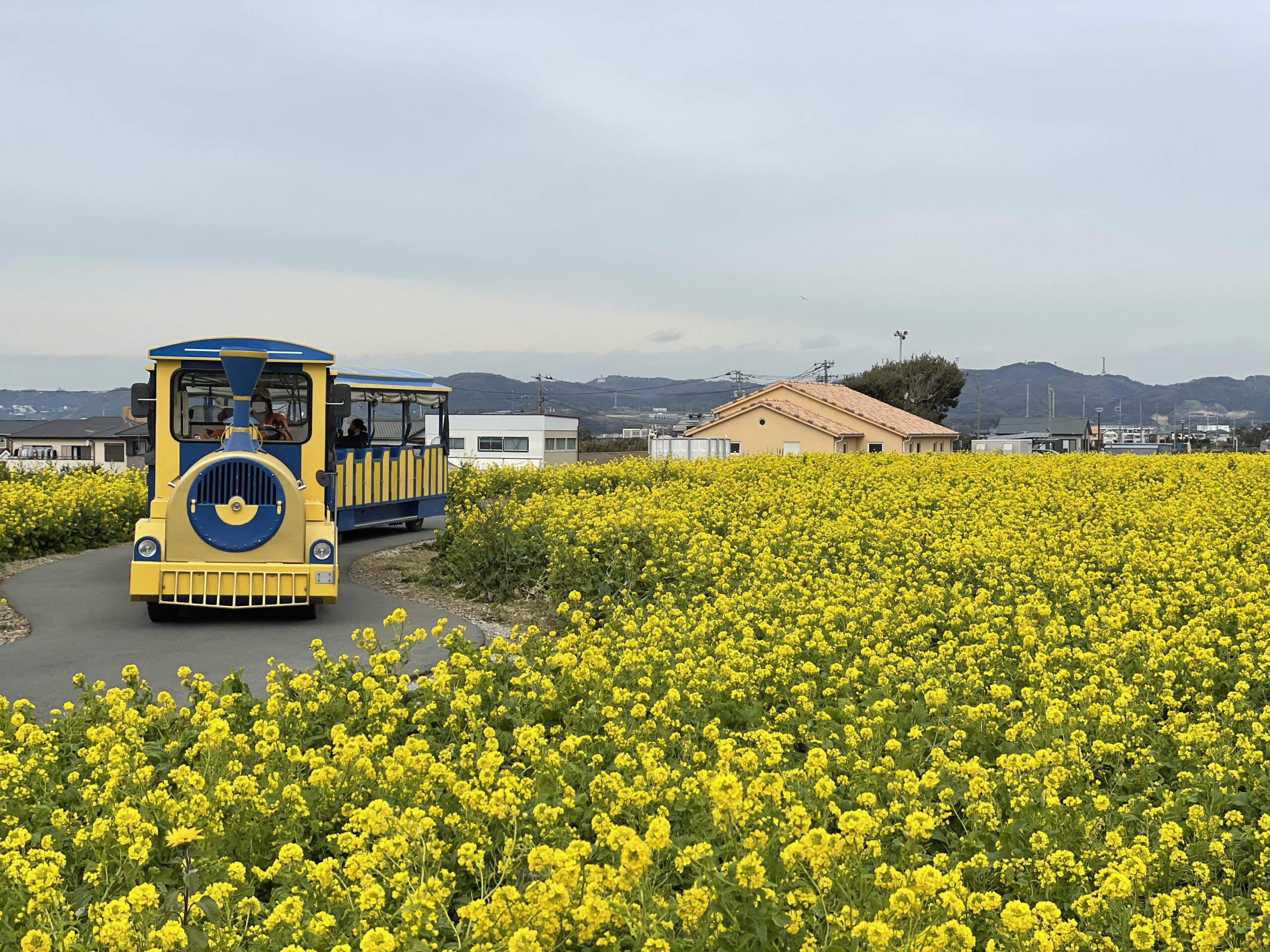 横須賀【ソレイユの丘 菜の花まつり】春の足音が！菜の花と富士山の競演！
