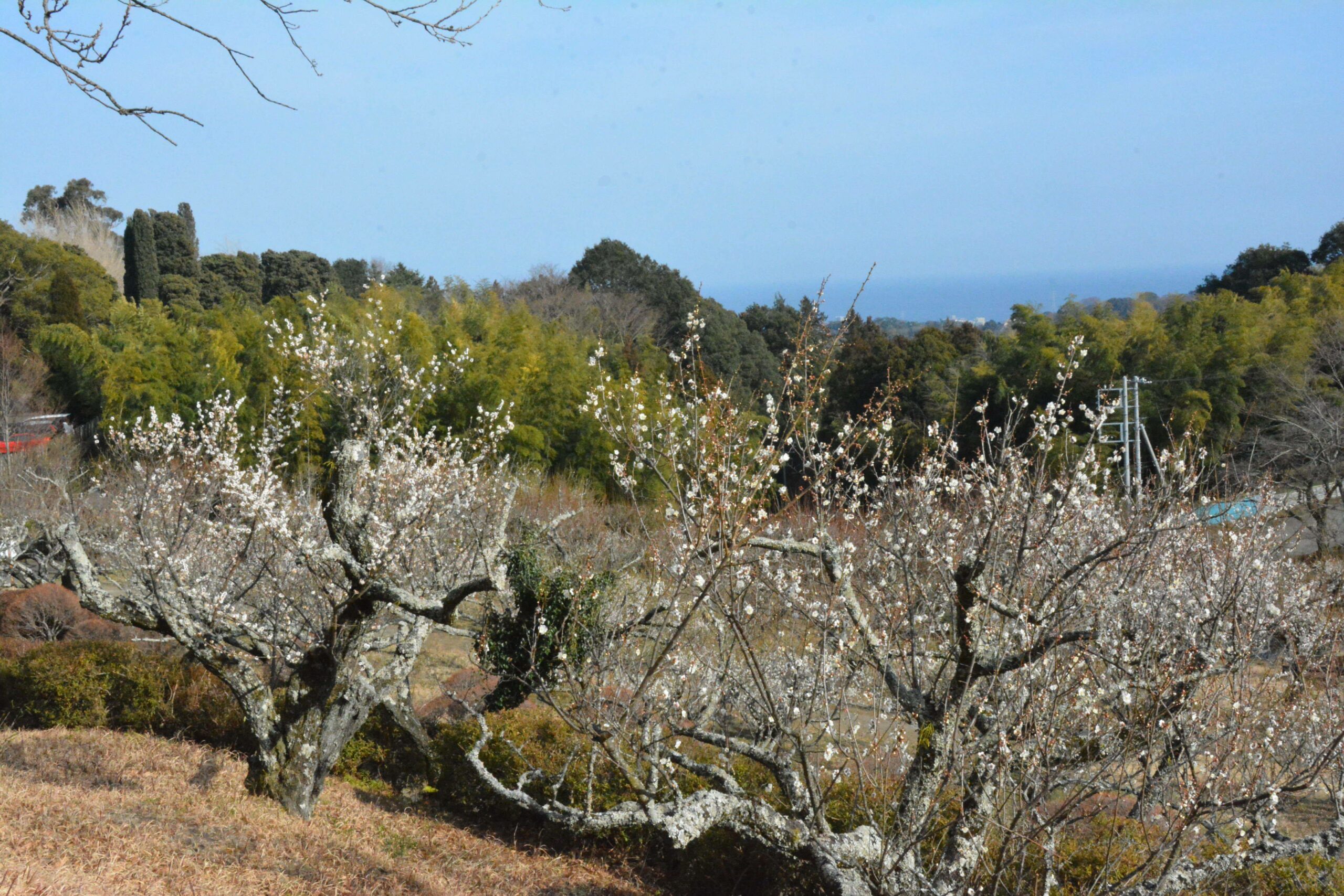 【辻村植物公園梅まつり】いこいの森の斜面を覆う初春の小田原の市の花