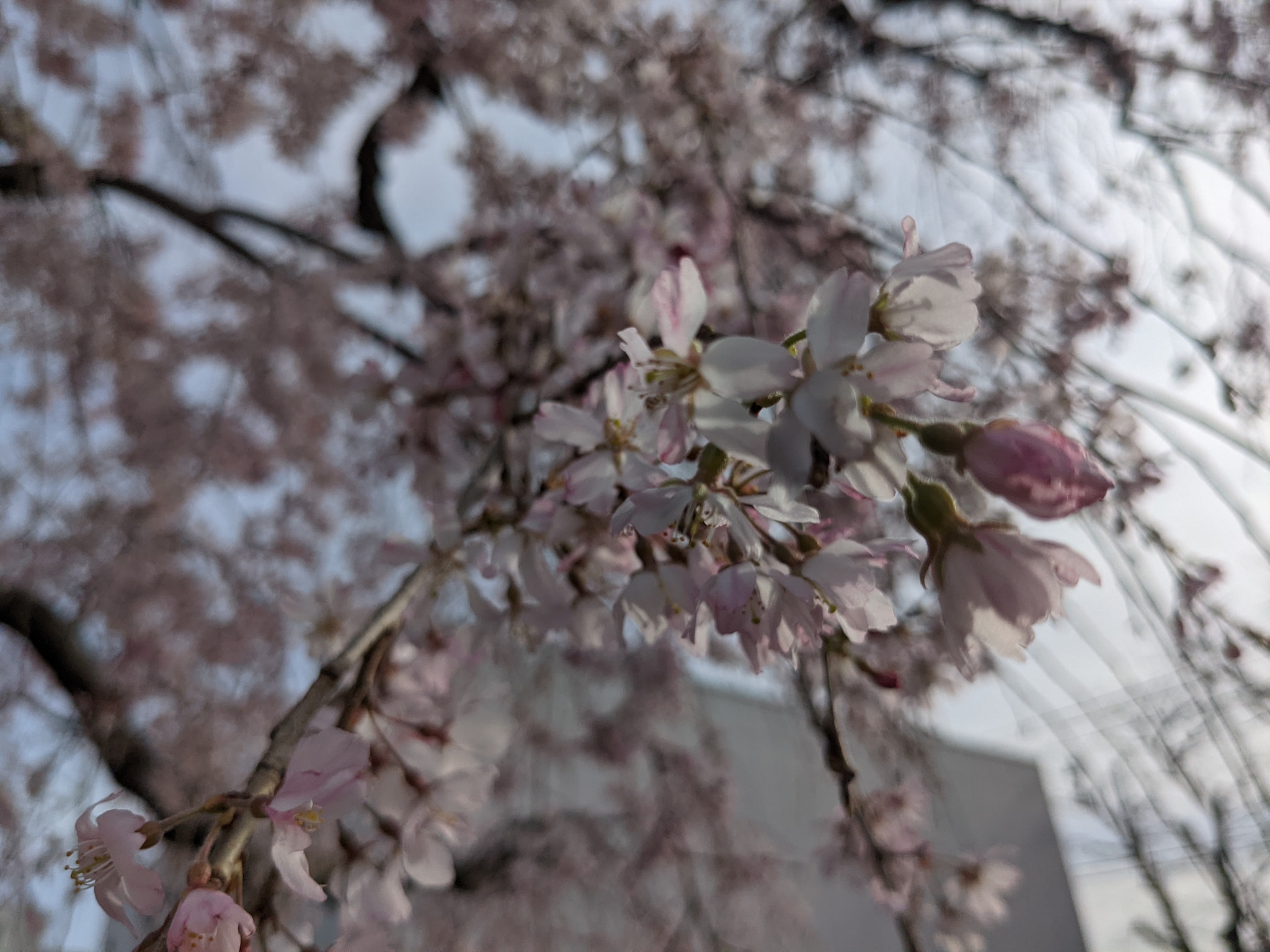 東京・多摩地域の桜巡り - 国分寺市役所～警察学校北通り～大学通り-