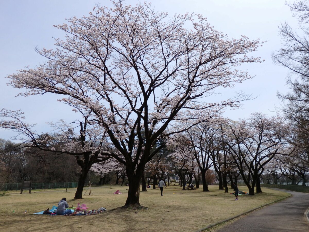 【狭山湖の桜】ジブリのとなりのトトロのモデルとなった里山の早春の彩り