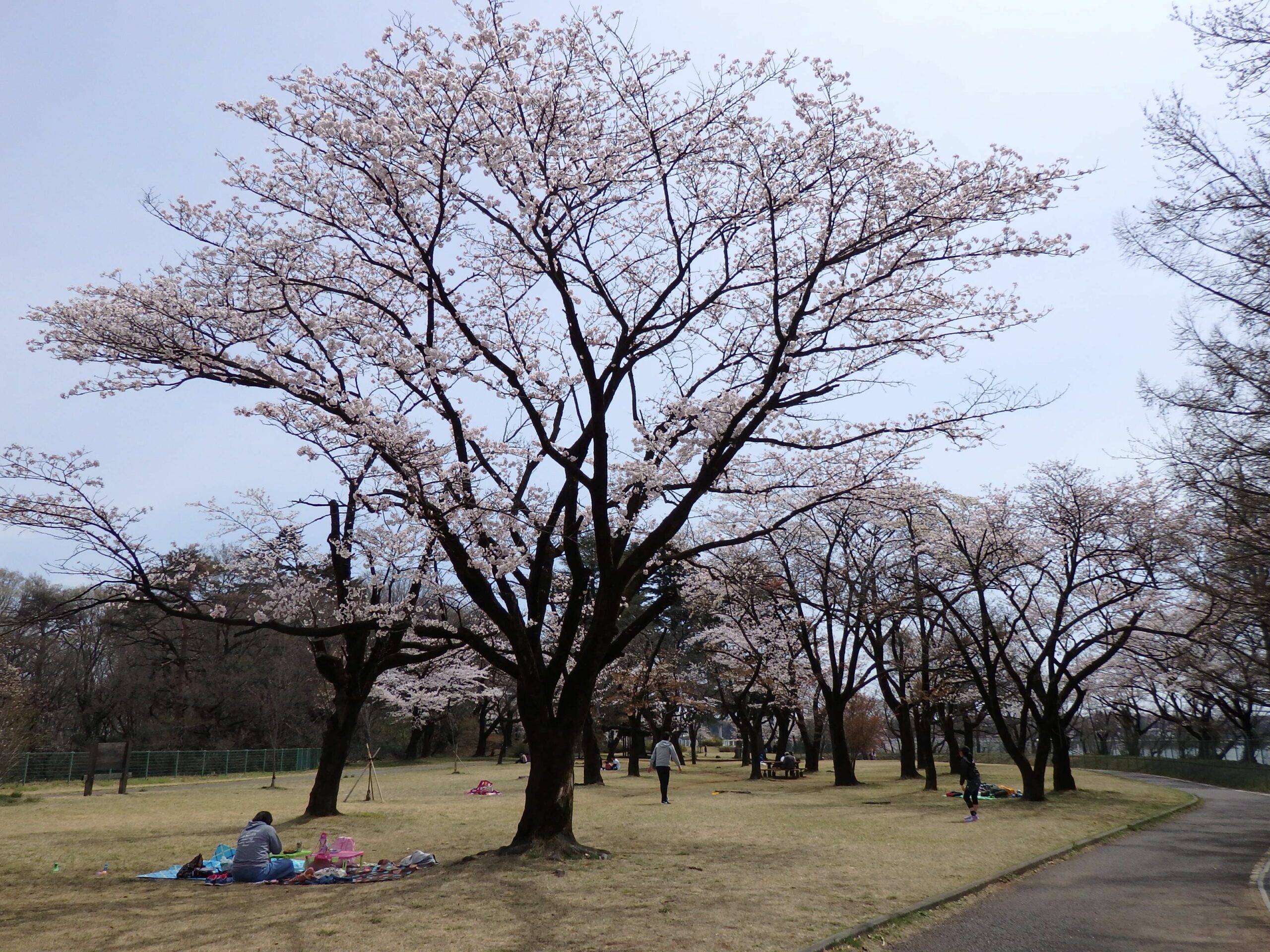 【狭山湖の桜】ジブリのとなりのトトロのモデルとなった里山の早春の彩り