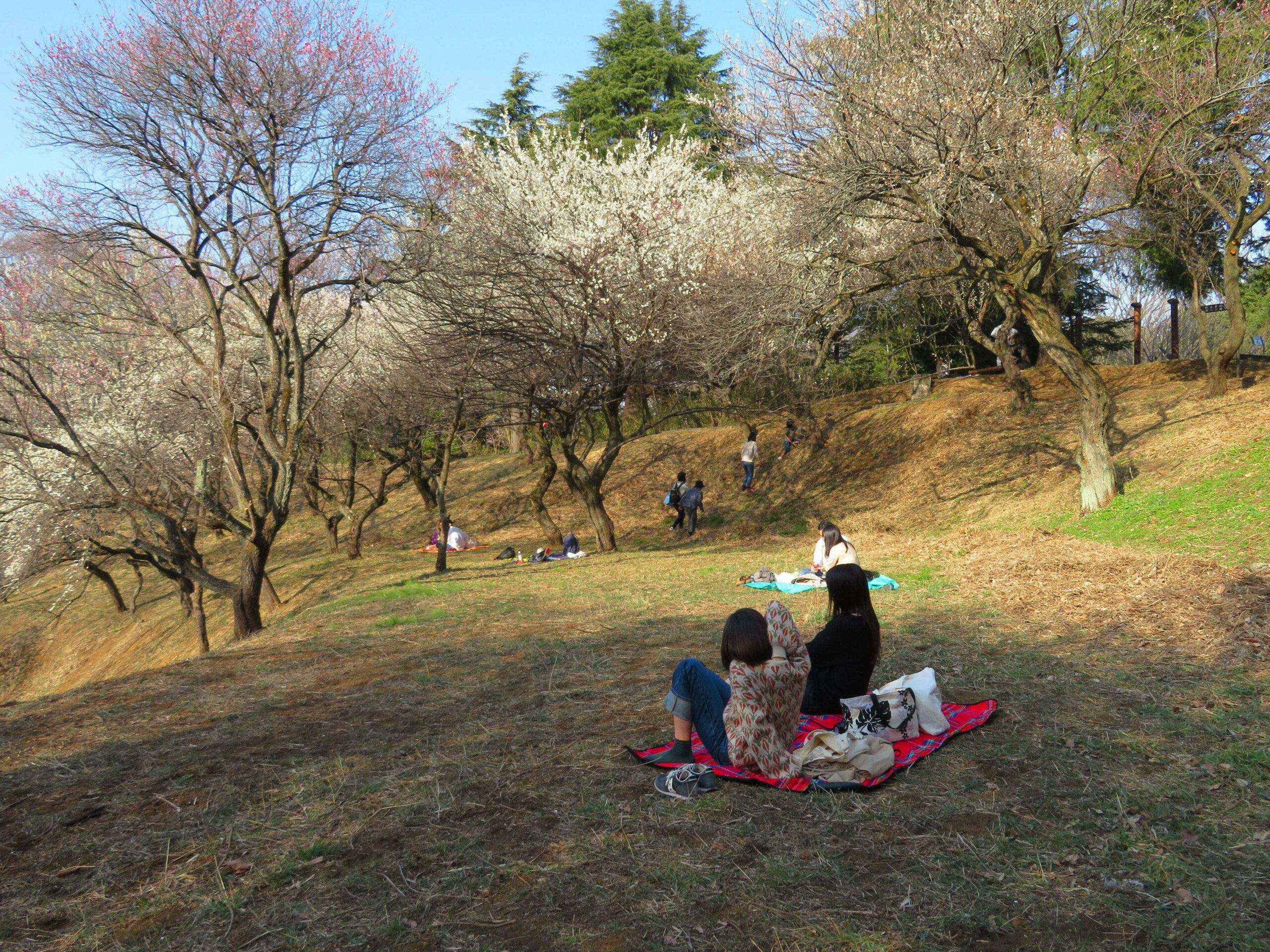 【こどもの国梅まつり】早春の装いで子ども達を温かく迎える梅の花