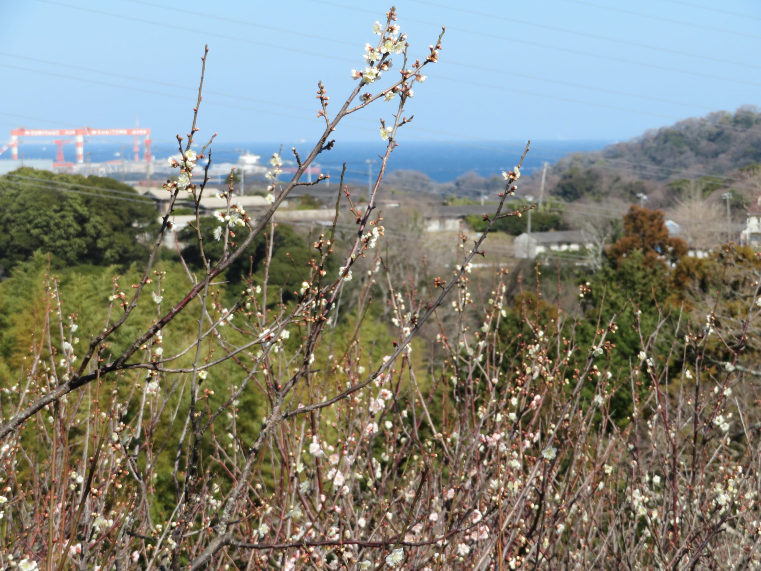 【田浦梅林まつり】眼下に東京湾を望む「かながわ花の名所100選」