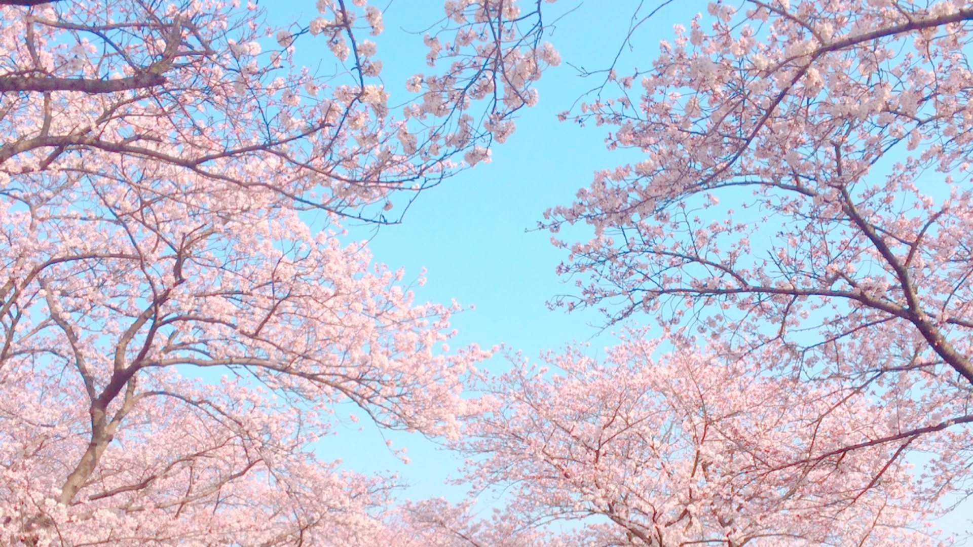VR花見でお家にいながら桜が見れる？！体験方法を一挙に紹介！