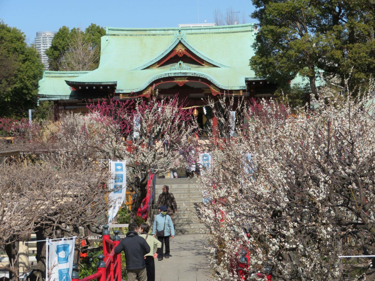 【亀戸天神社梅まつり】早春に学問の神、菅原道真を偲ぶ紅白の花