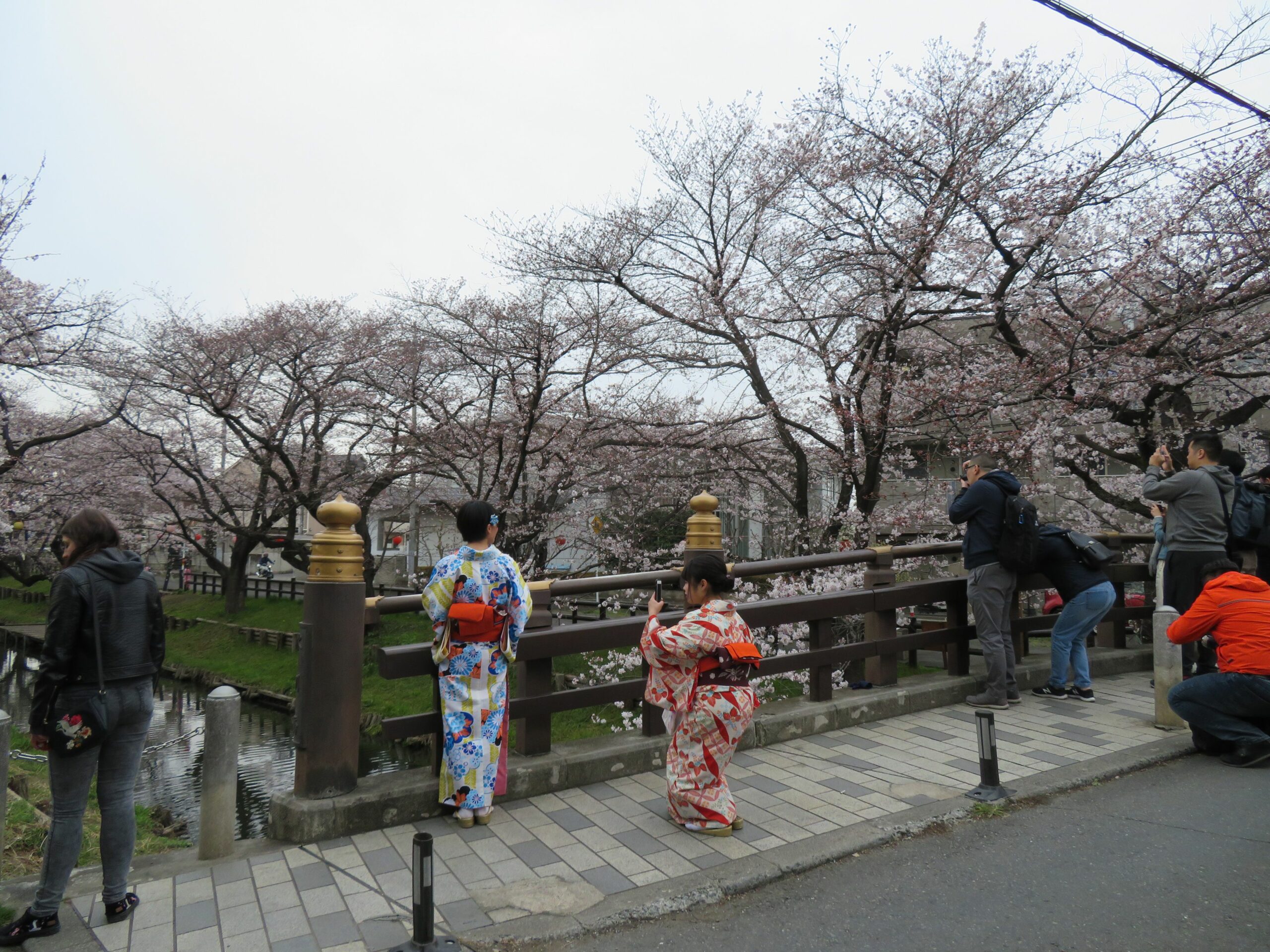 【川越新河岸川の桜】氷川橋で桜並木をバックに和服姿で思い出の記念撮影