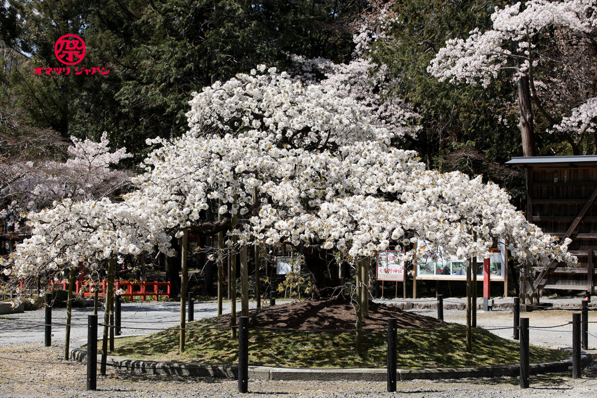 三日間だけ咲く幻の桜「千眼桜」京都 大原野神社
