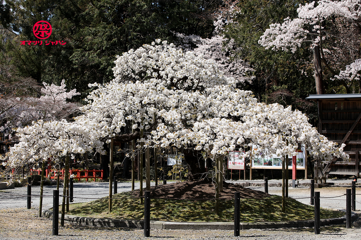 三日間だけ咲く幻の桜「千眼桜」京都 大原野神社