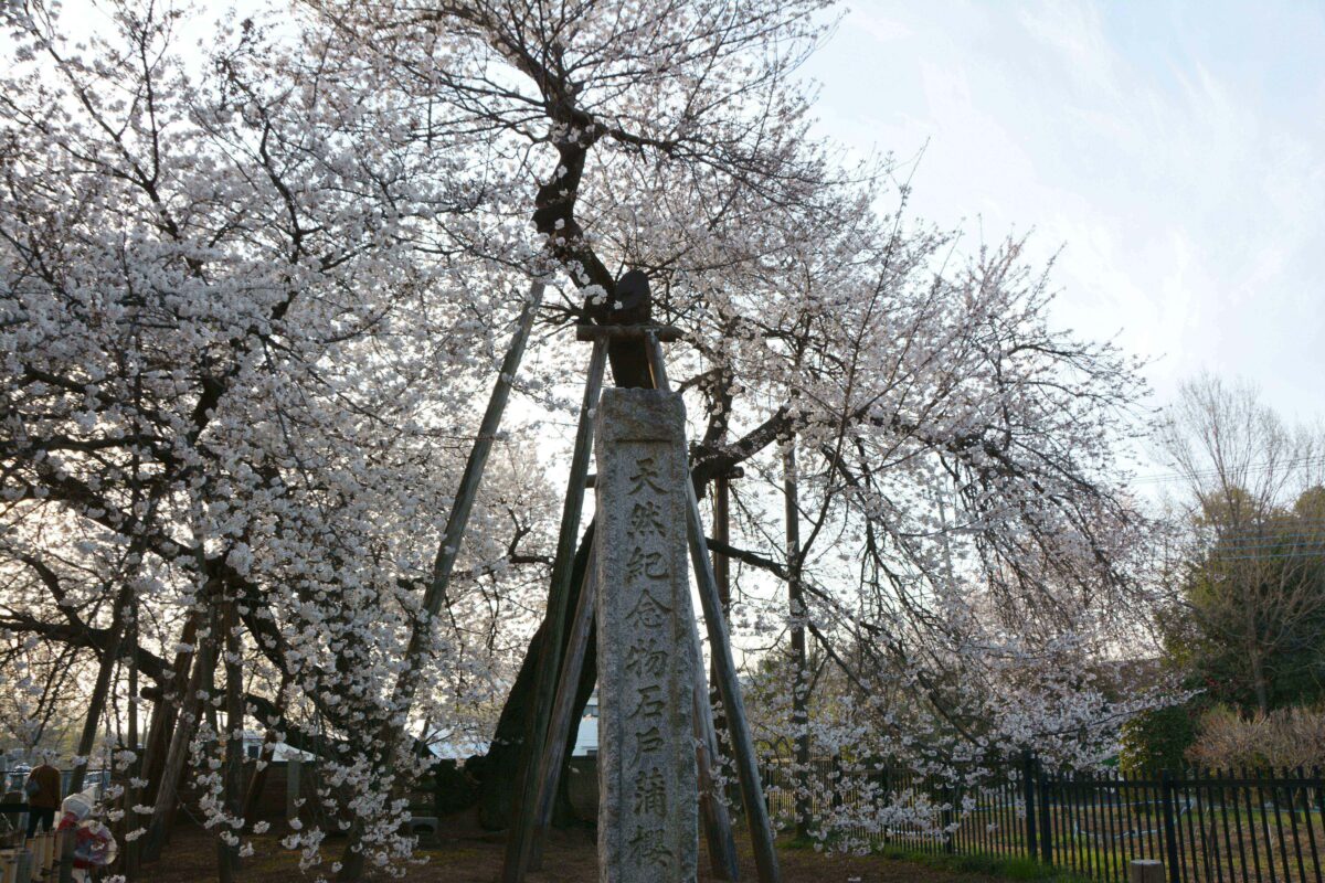 【東光寺蒲桜祭】日本五大桜に数えられる埼玉県北本市の石戸蒲ザクラ