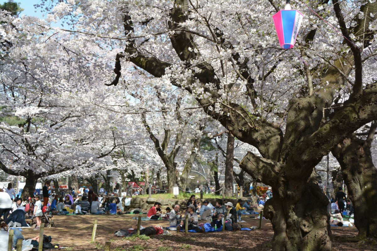 【大宮公園の桜】園内に露店がひしめき合う埼玉県内屈指の花見スポット