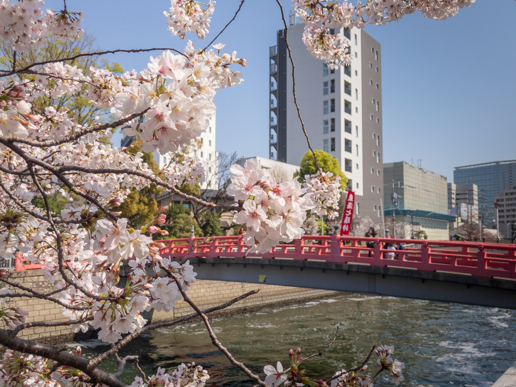 目黒川の桜（五反田駅〜旧東海道・品川橋）を巡るぶらり散歩