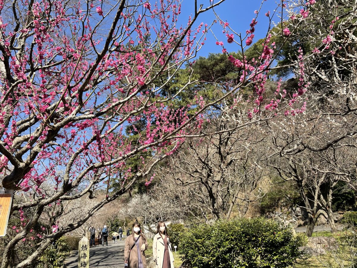 【熱海梅園梅まつり】60品種469本の梅が咲き誇る！春の熱海日帰り旅！