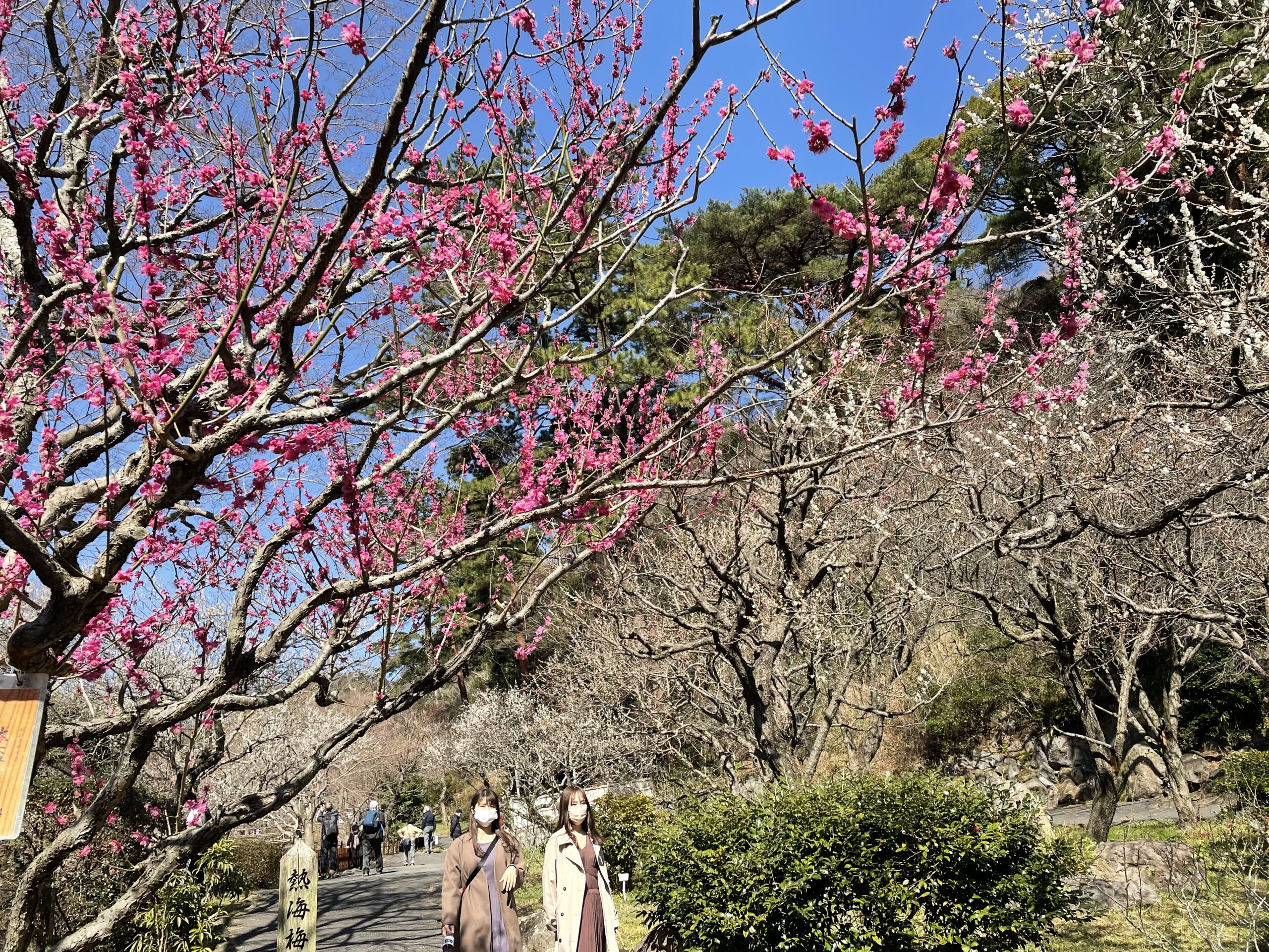 【熱海梅園梅まつり】60品種469本の梅が咲き誇る！春の熱海日帰り旅！