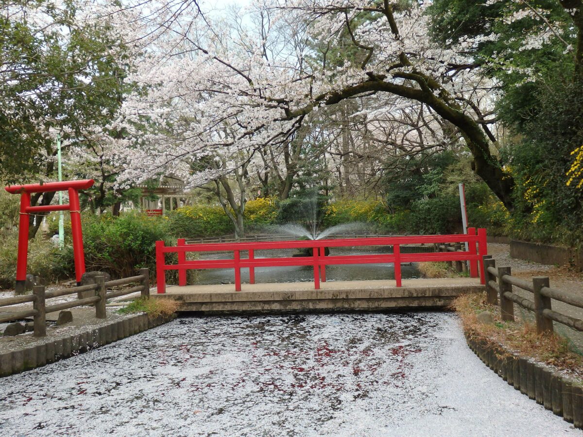 【与野公園の桜】弁天池に架かる赤色の橋と調和する薄紅色の桜の花