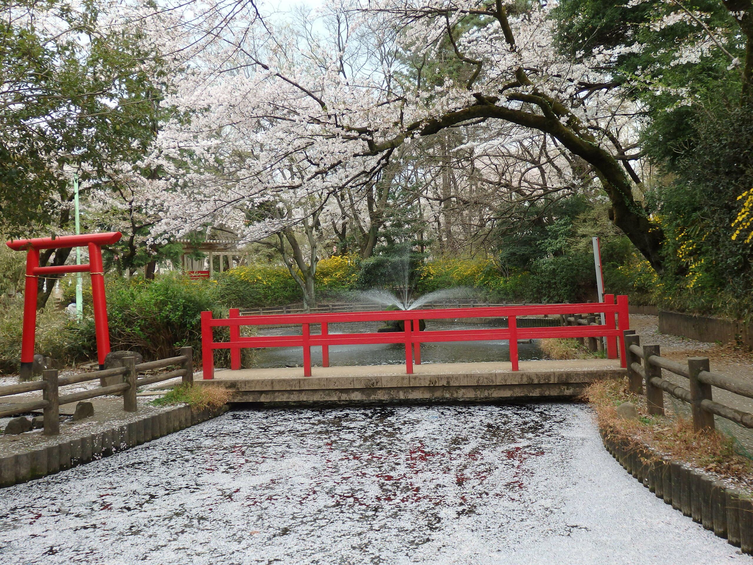【与野公園の桜】弁天池に架かる赤色の橋と調和する薄紅色の桜の花