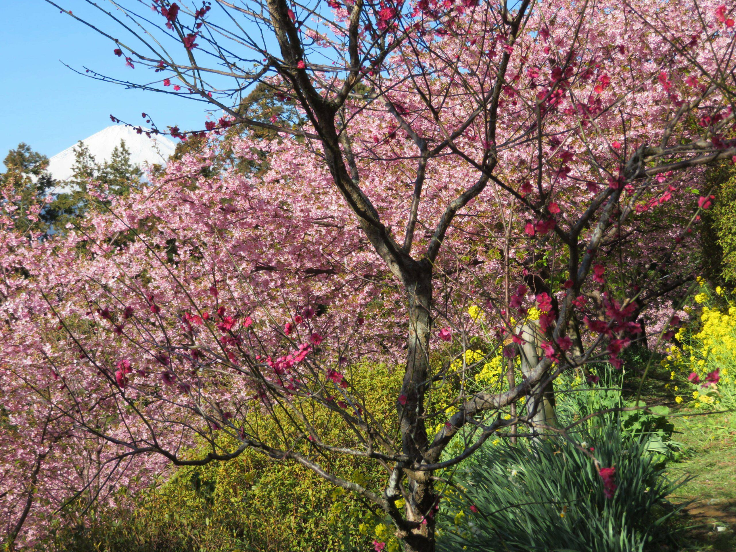 【あぐりパーク嵯峨山苑・菜花まつり】富士山を演出する菜の花、河津桜、梅