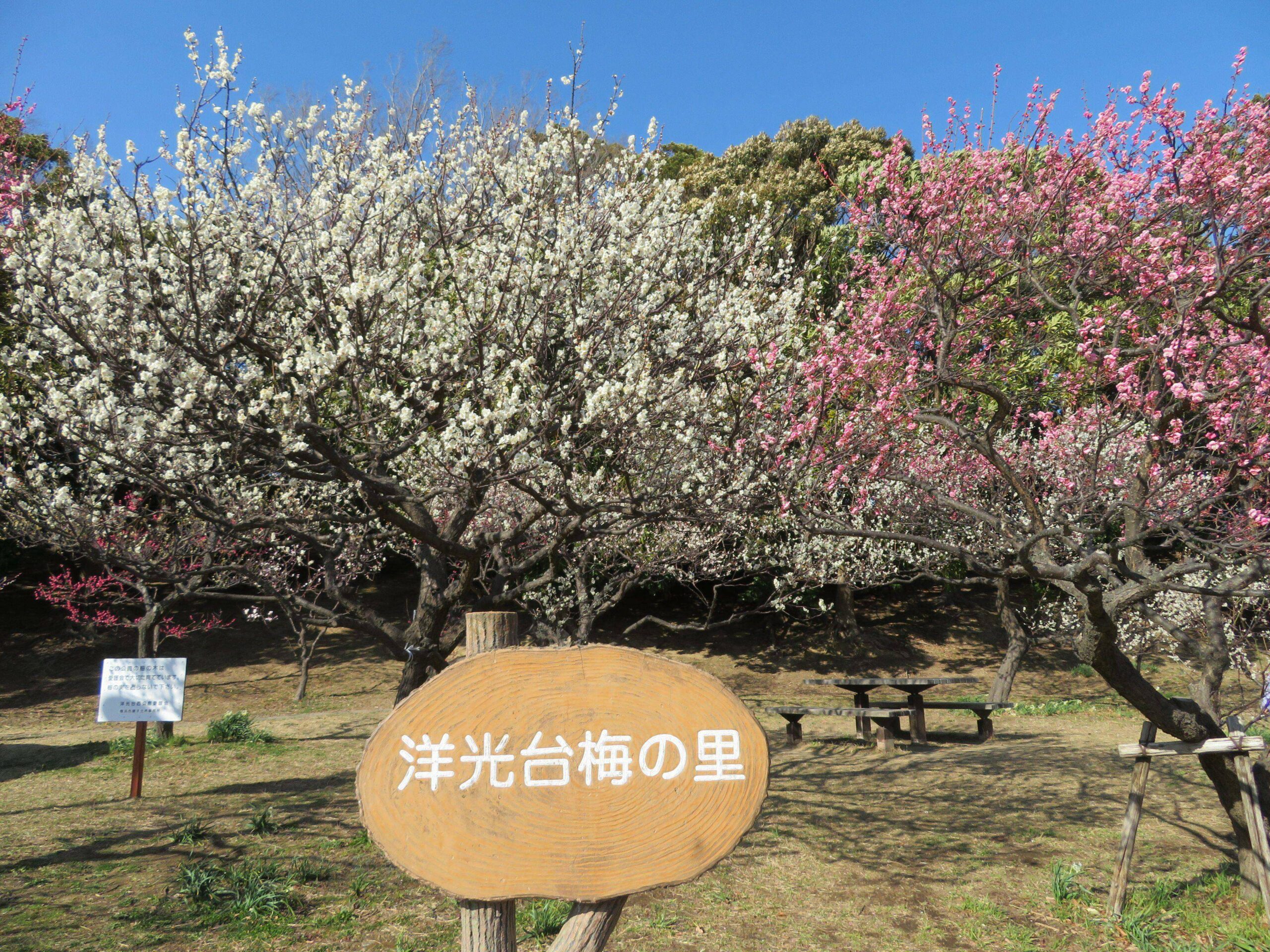 【洋光台梅の里まつり】絶妙のバランスで彩りが溶け合う紅梅と白梅