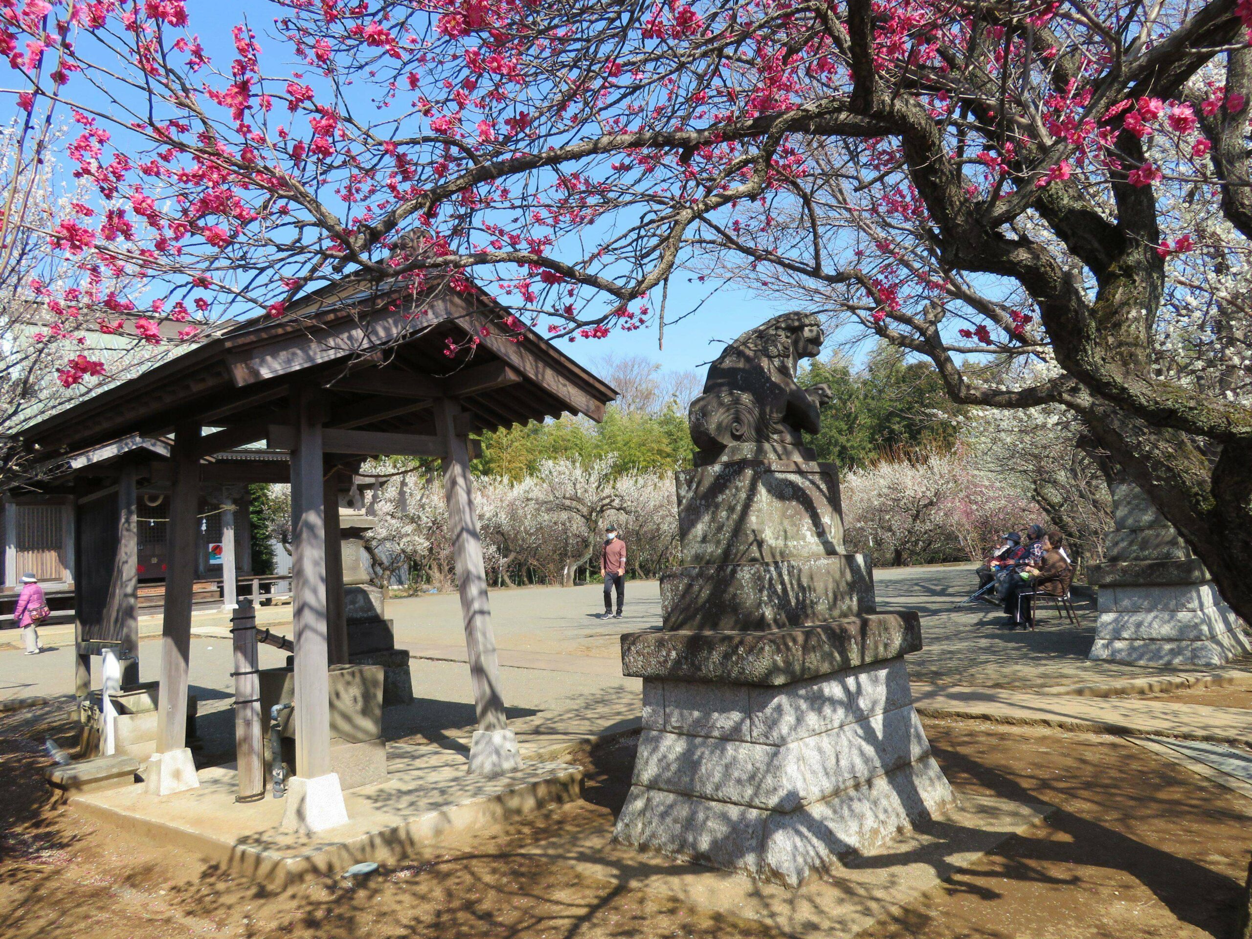 【東方天満宮観梅会】紅梅と白梅がバランスよく装飾する手水舎や狛犬