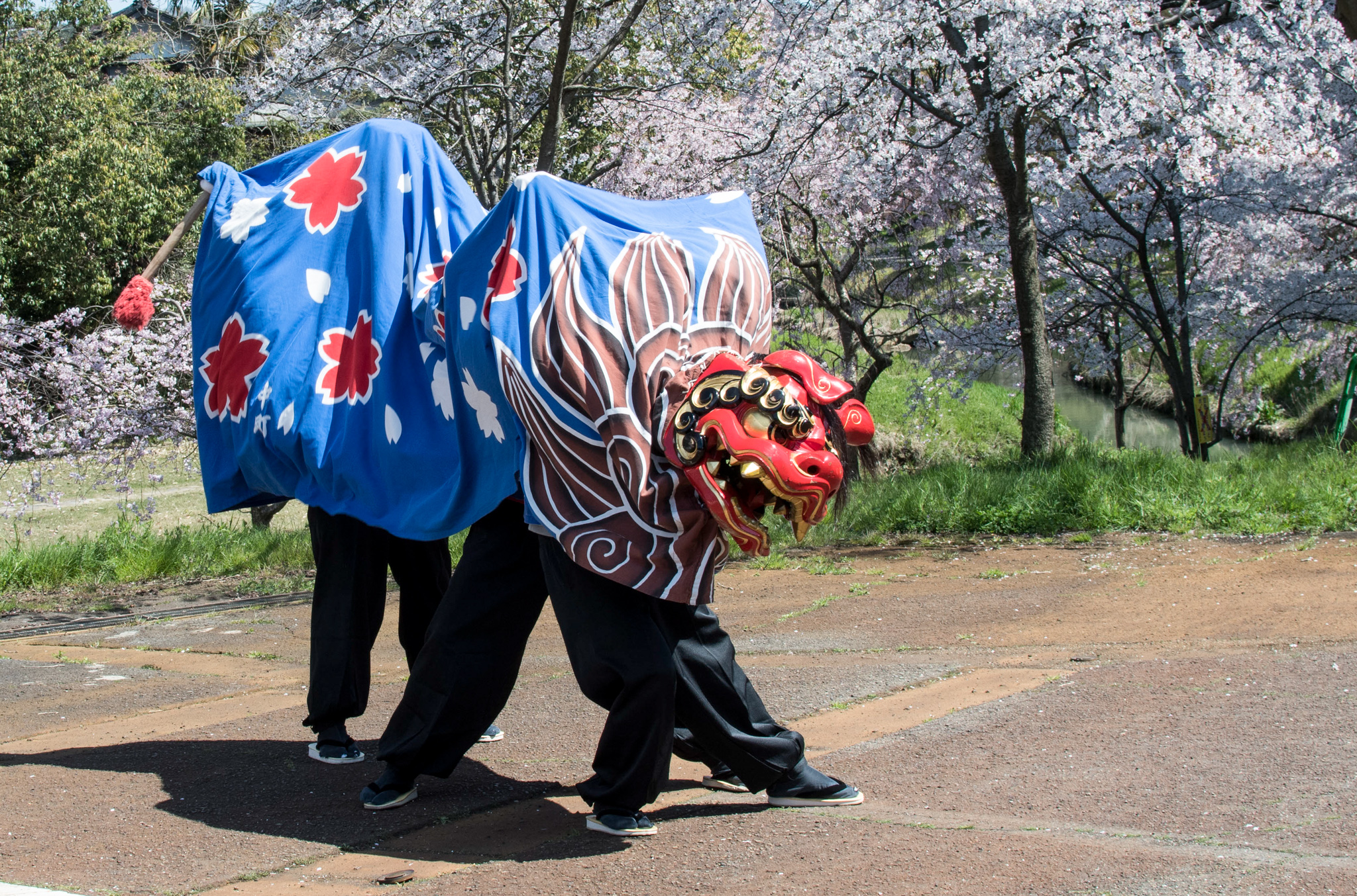 【大聖寺桜まつり】様々な獅子舞に遭遇！？石川県加賀市の大聖寺桜まつり
