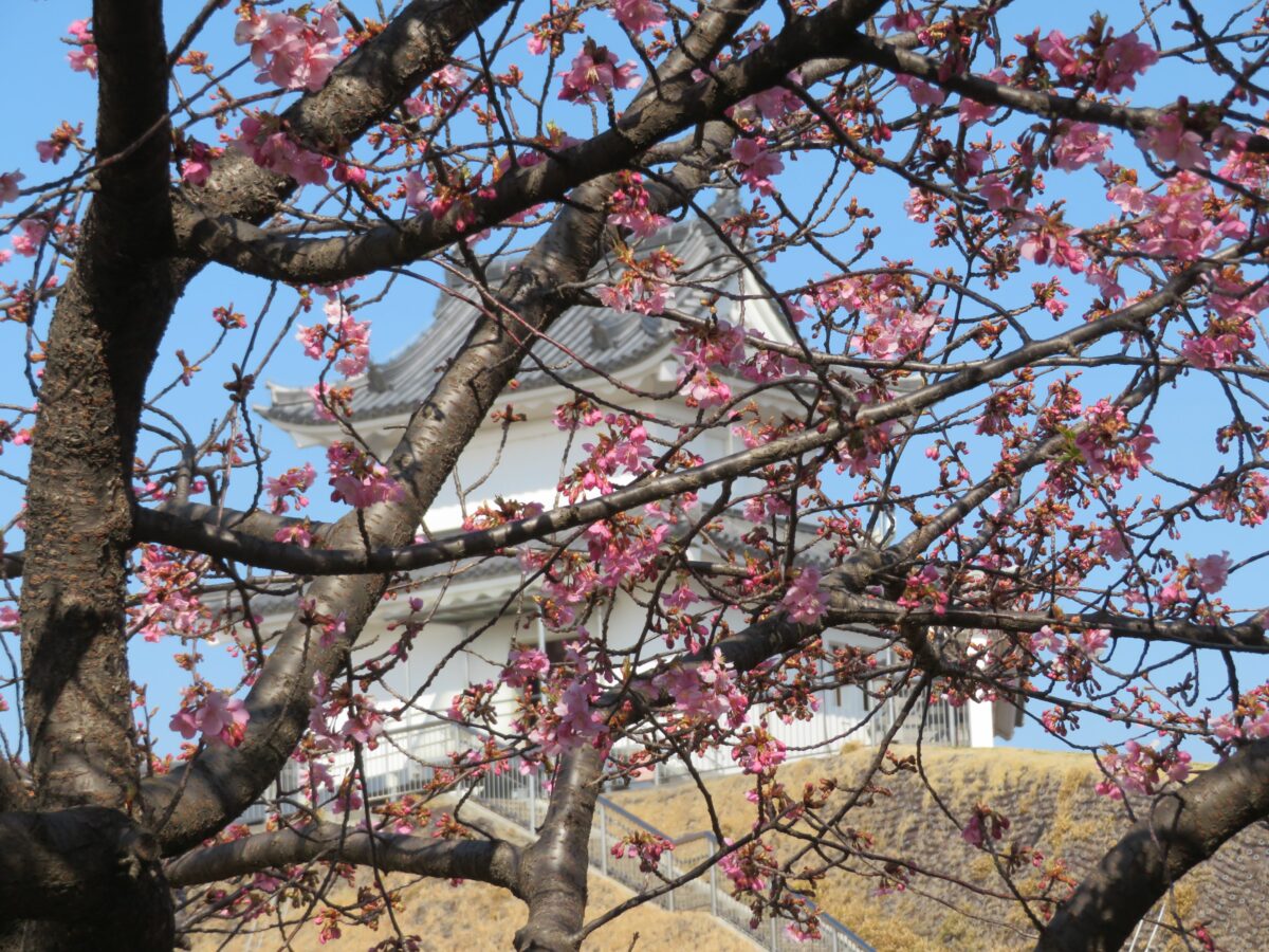 【宇都宮城桜まつり】早春の彩りで清明台や富士見櫓を装飾する河津桜