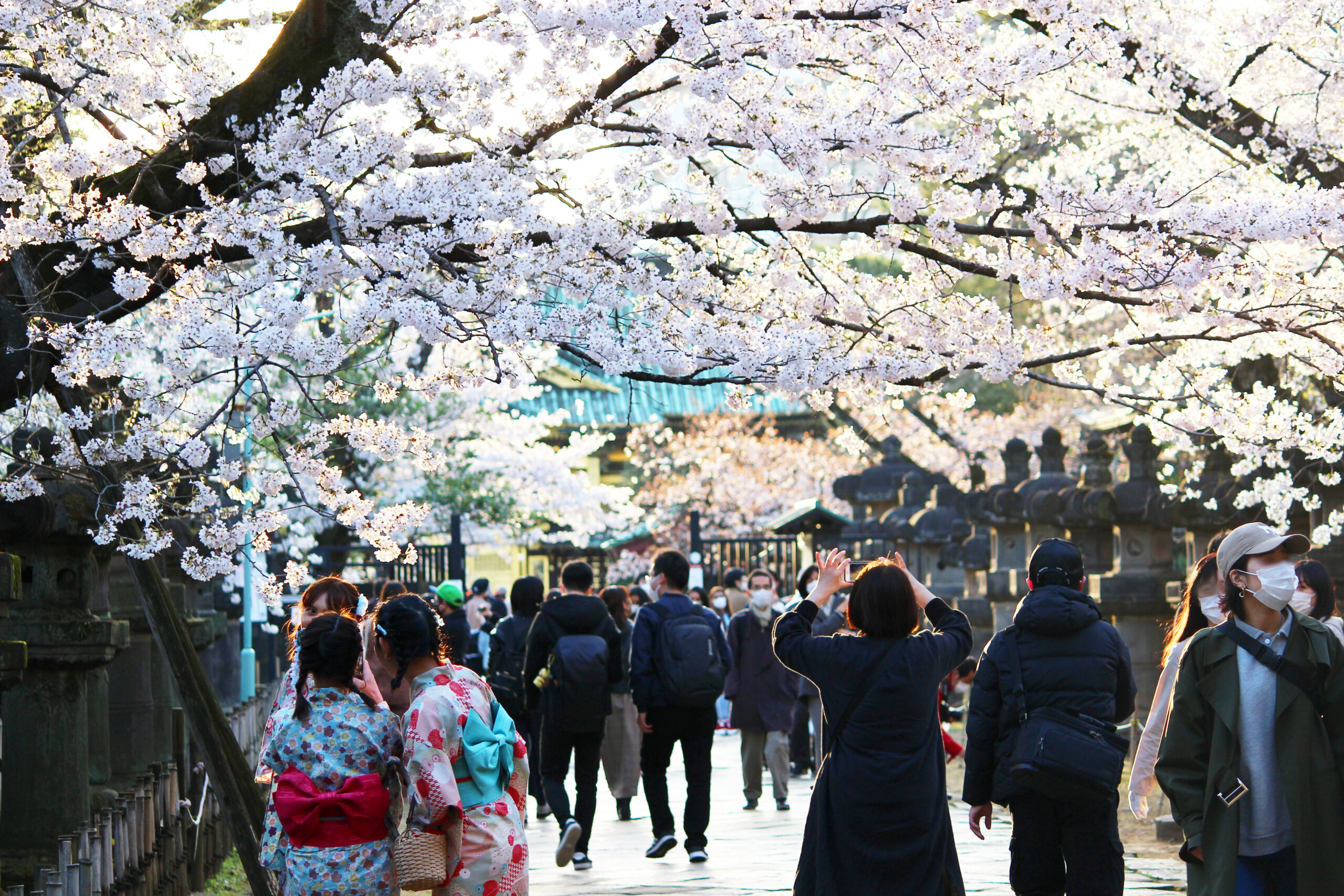 上野恩賜公園の桜、今年は歩いて見よう！園内の桜見どころスポットも紹介