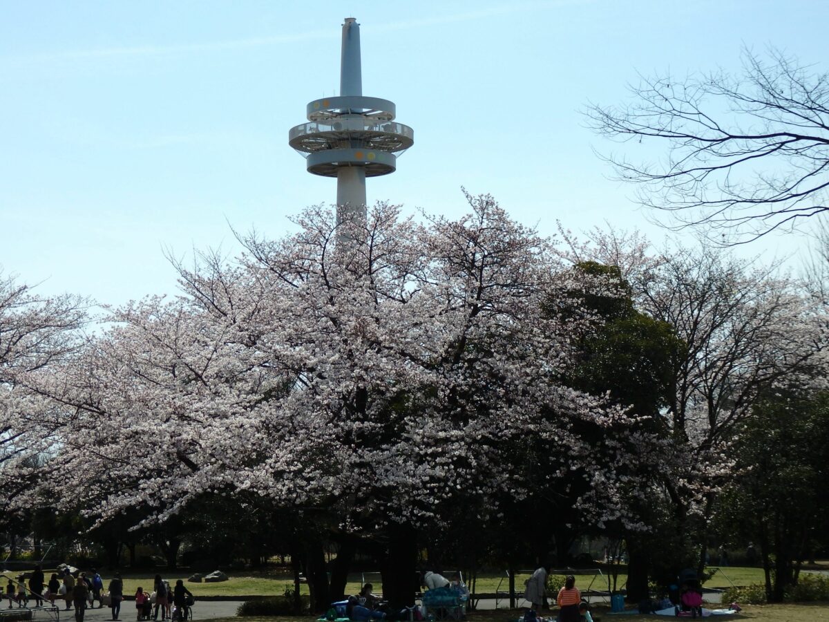 【所沢航空記念公園の桜】季節の彩りで覆われる日本初の飛行場の滑走路