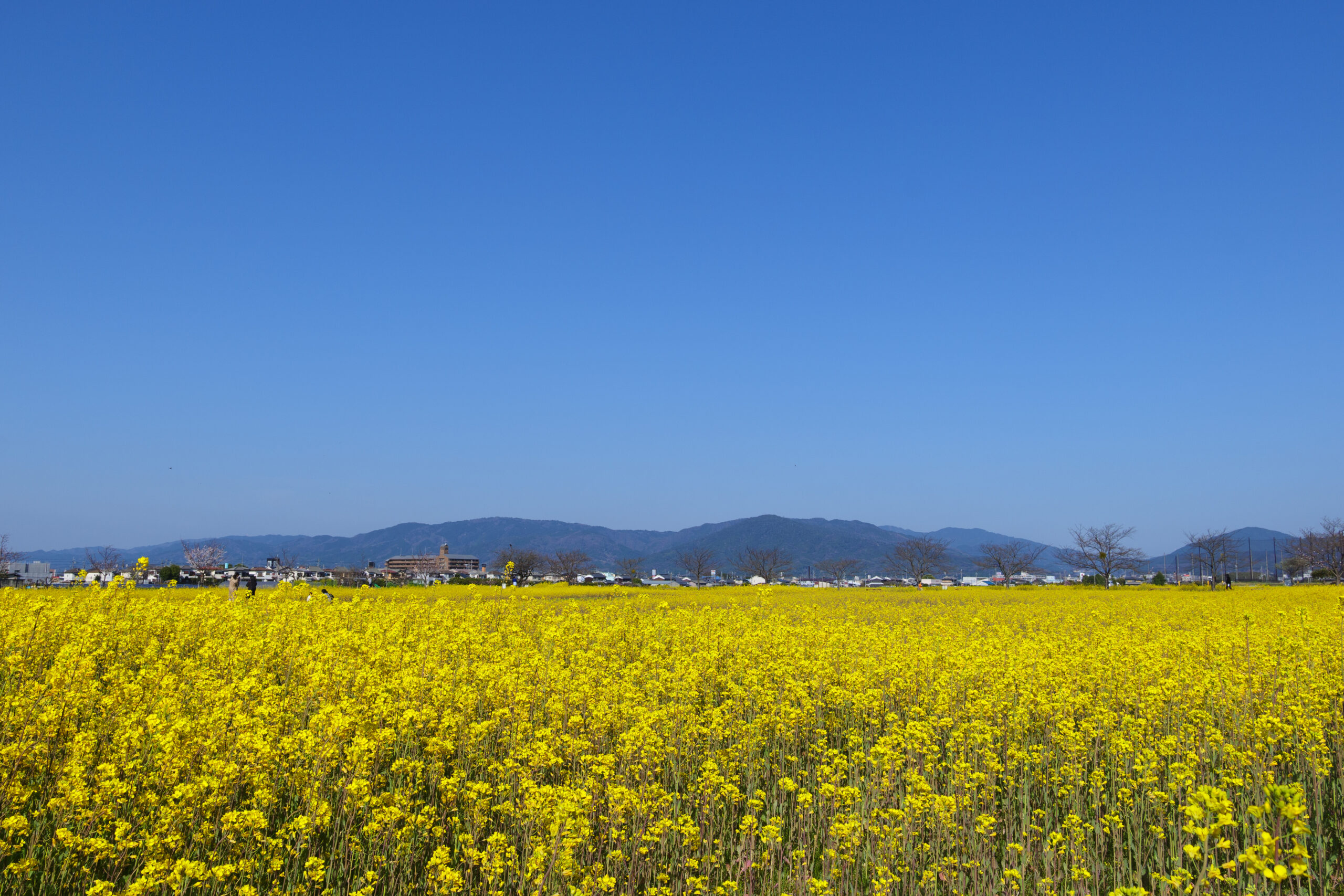菜の花と桜の穴場、奈良「藤原宮跡」で風景写真を楽しもう