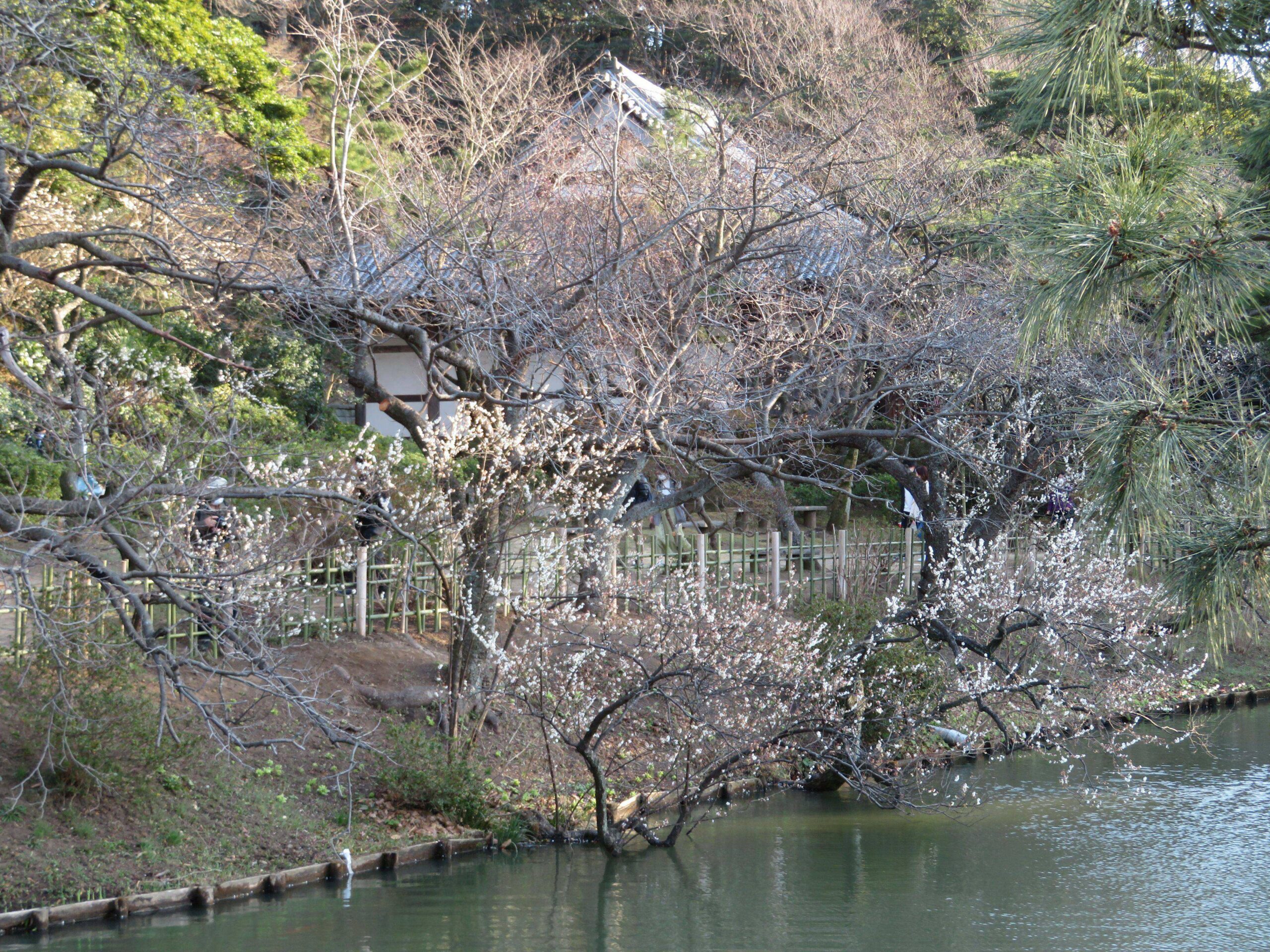 【三渓園観梅会】和の情緒を漂わせ重要文化財の古建築に溶け合う早春の花