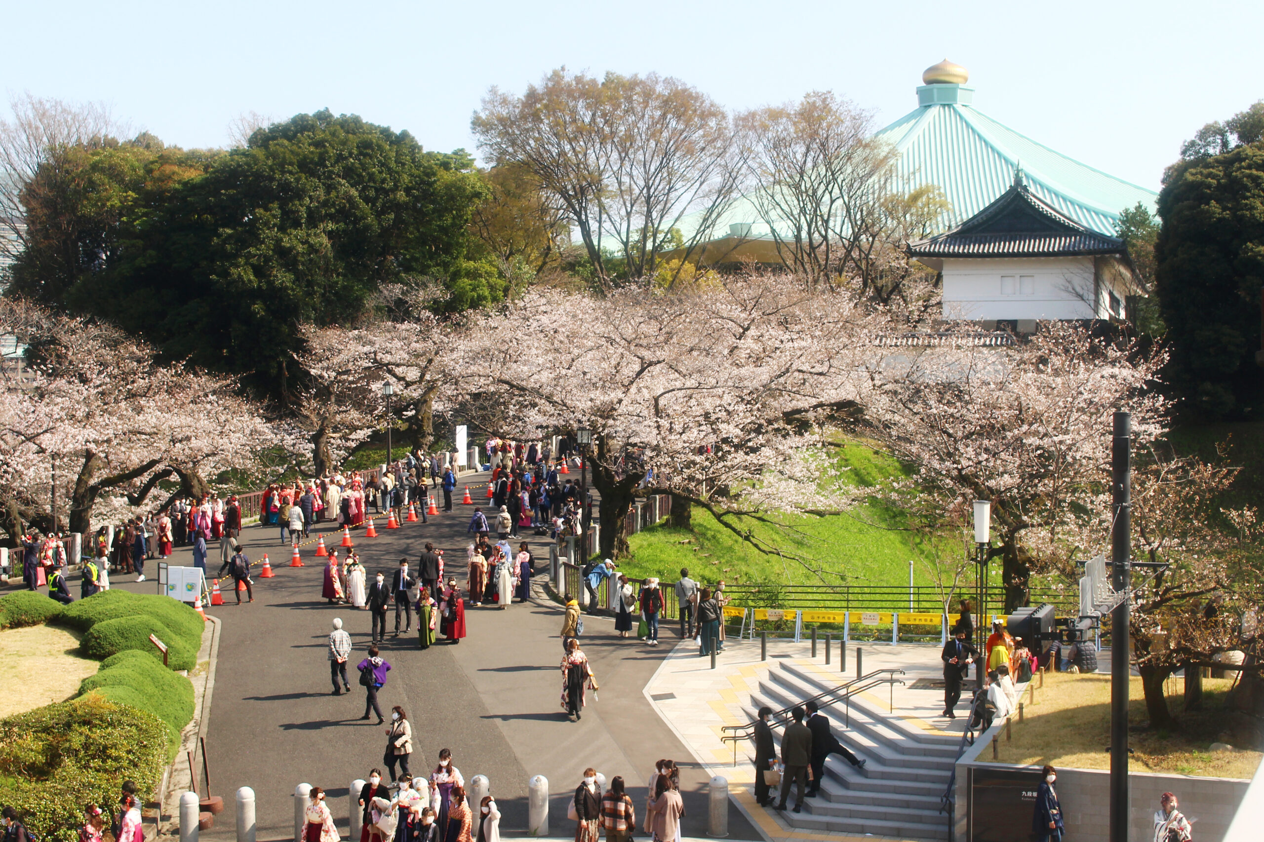 北の丸公園の桜が満開！武道館、田安門に映える桜を速報レポート