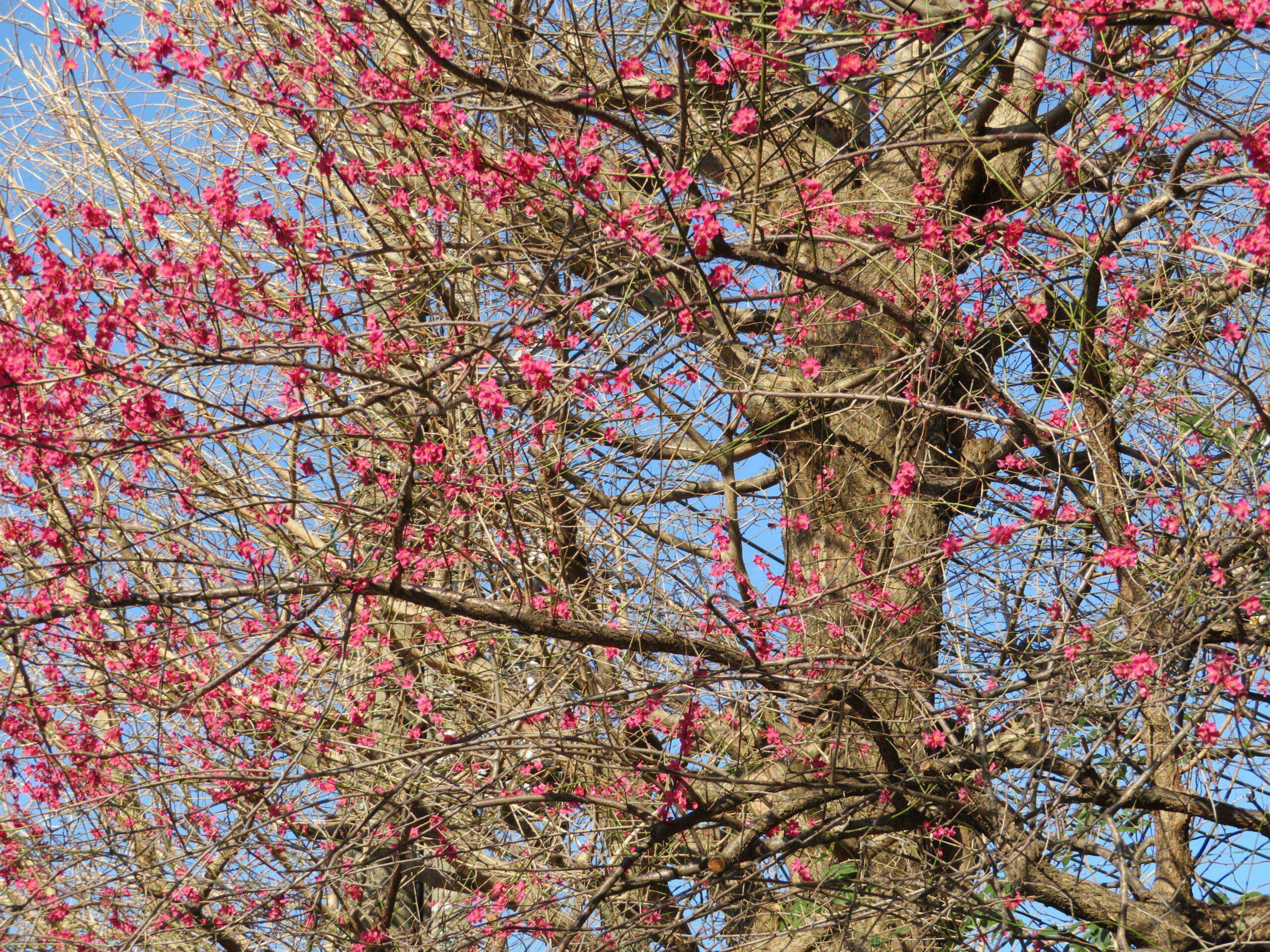 【牛天神紅梅まつり】濃淡の異なる紅色の花がバランスよく溶け合う北野神社