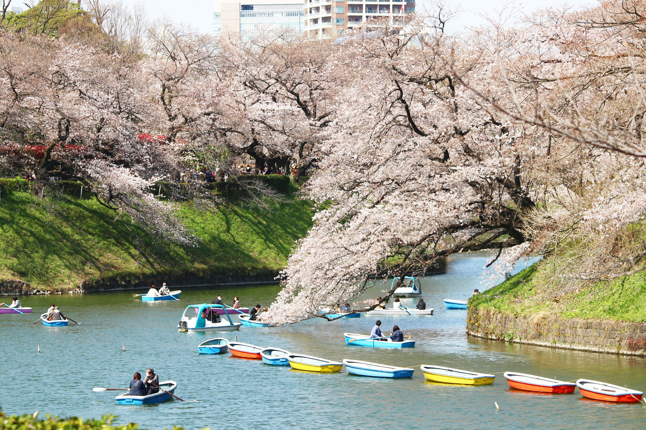 千鳥ヶ淵緑道の桜が満開！3月22日から、お堀のボート場もオープン！