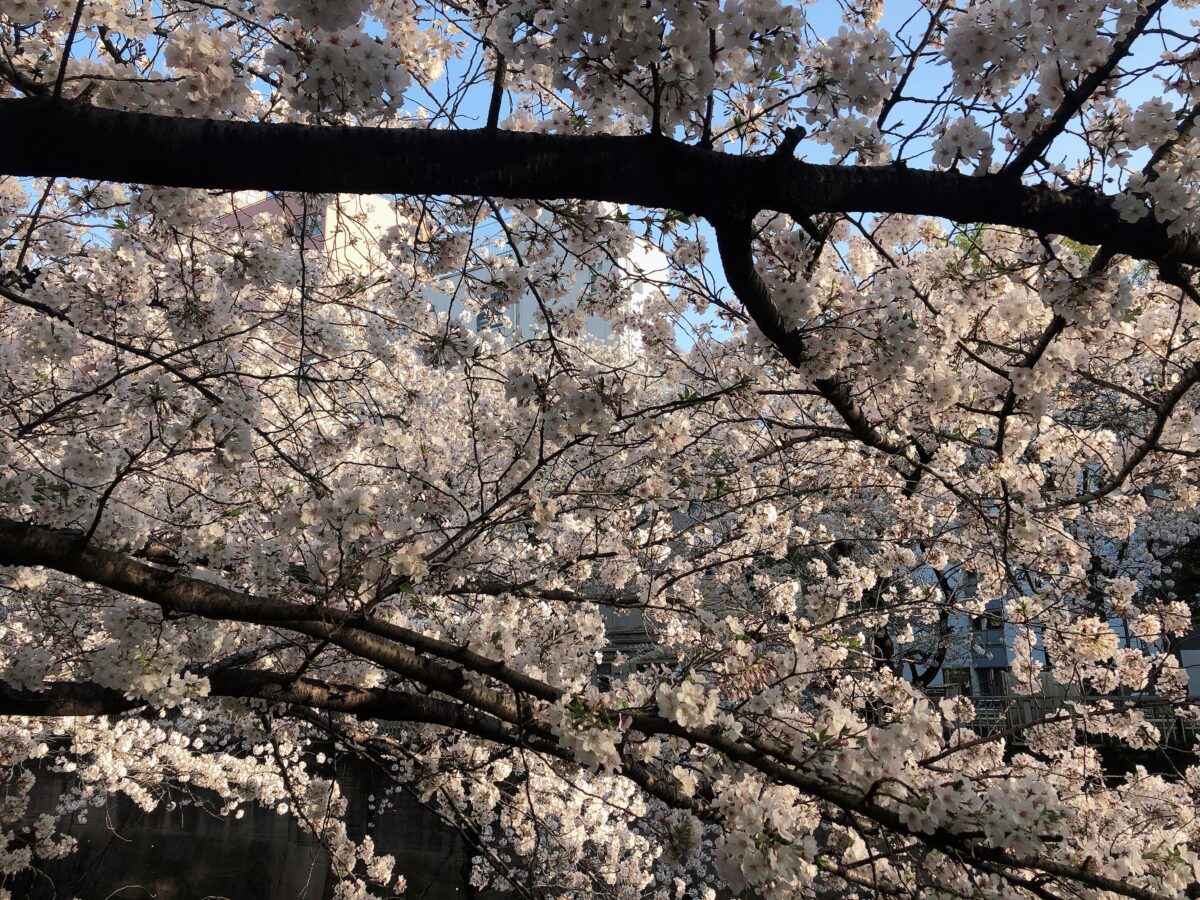 【東京さくらトラム】「面影橋」はレトロな雰囲気漂う街と桜が相性◎
