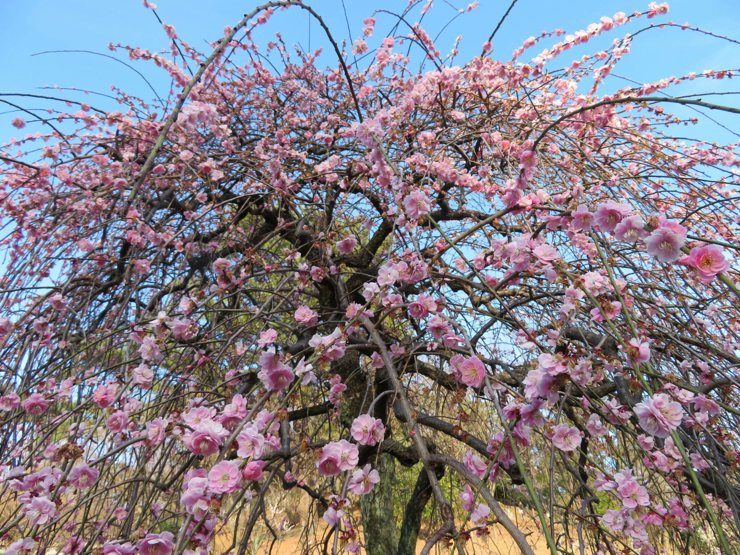 【大倉山観梅会】梅林の中央で紅白の色彩のコントラストを見せる枝垂梅