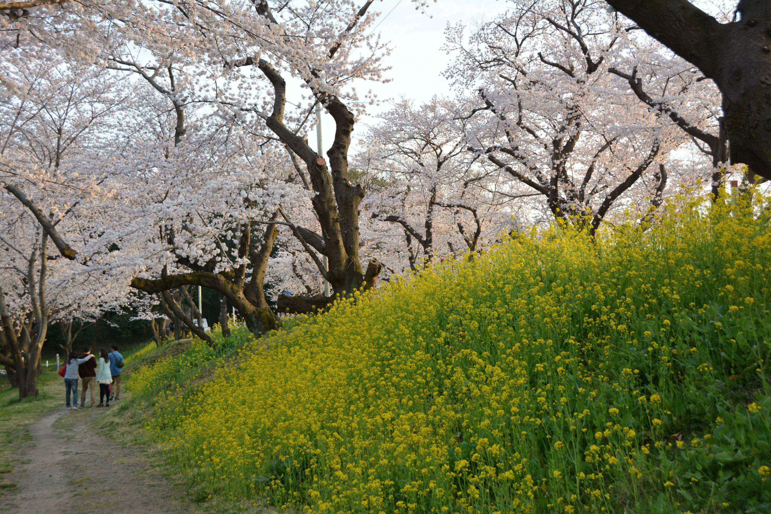 【北本城ケ谷堤の桜】菜の花と魅力的な彩りのコントラストを見せる桜