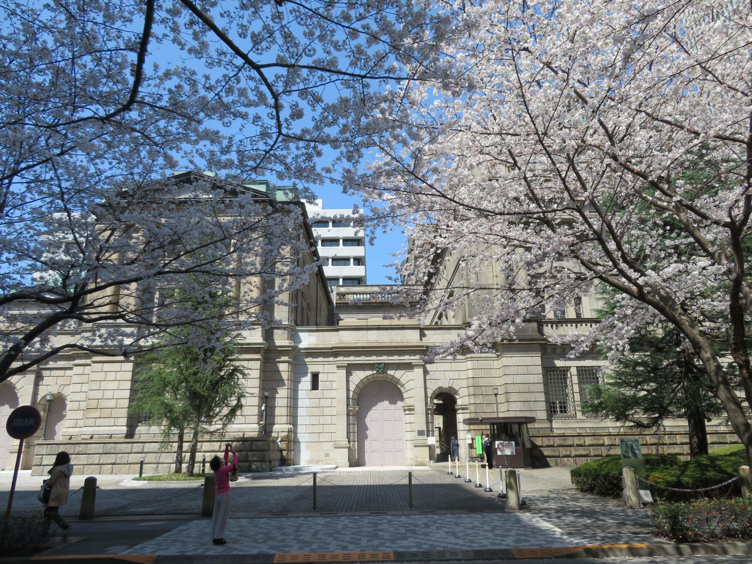 【江戸桜通りの桜】春を迎える日本銀行本店や日本橋三越本店本館、三井本館