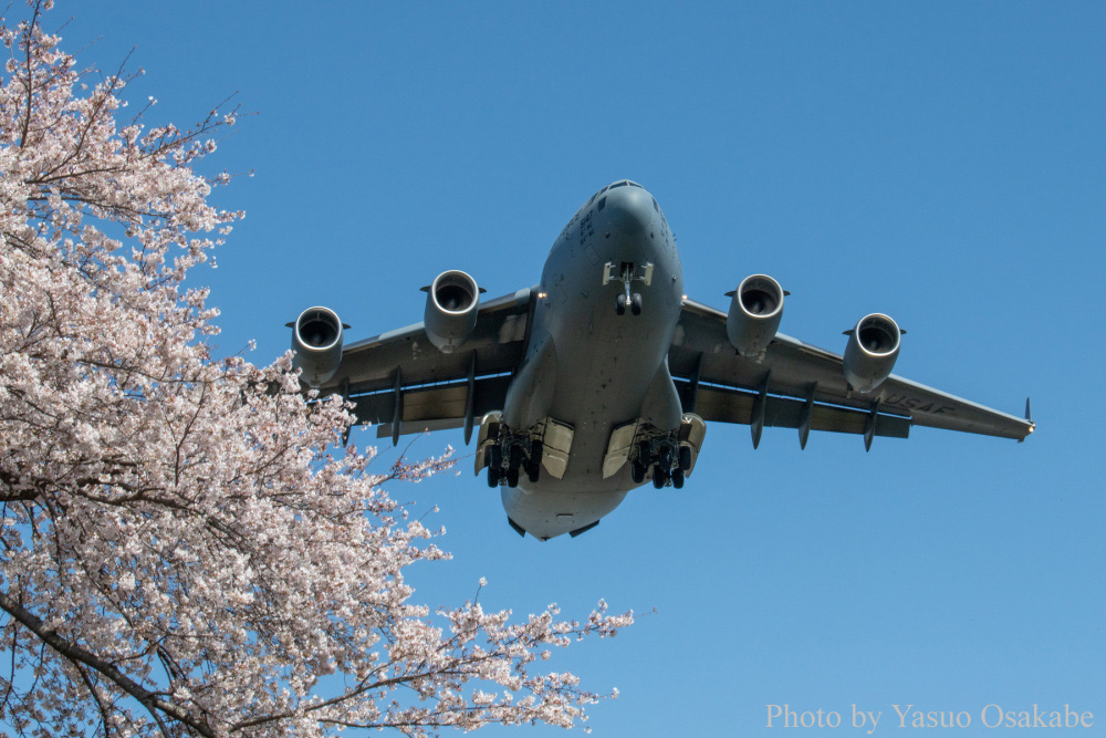 桜スプリングフェスティバル（中止） - 横田基地にお邪魔して桜レポート