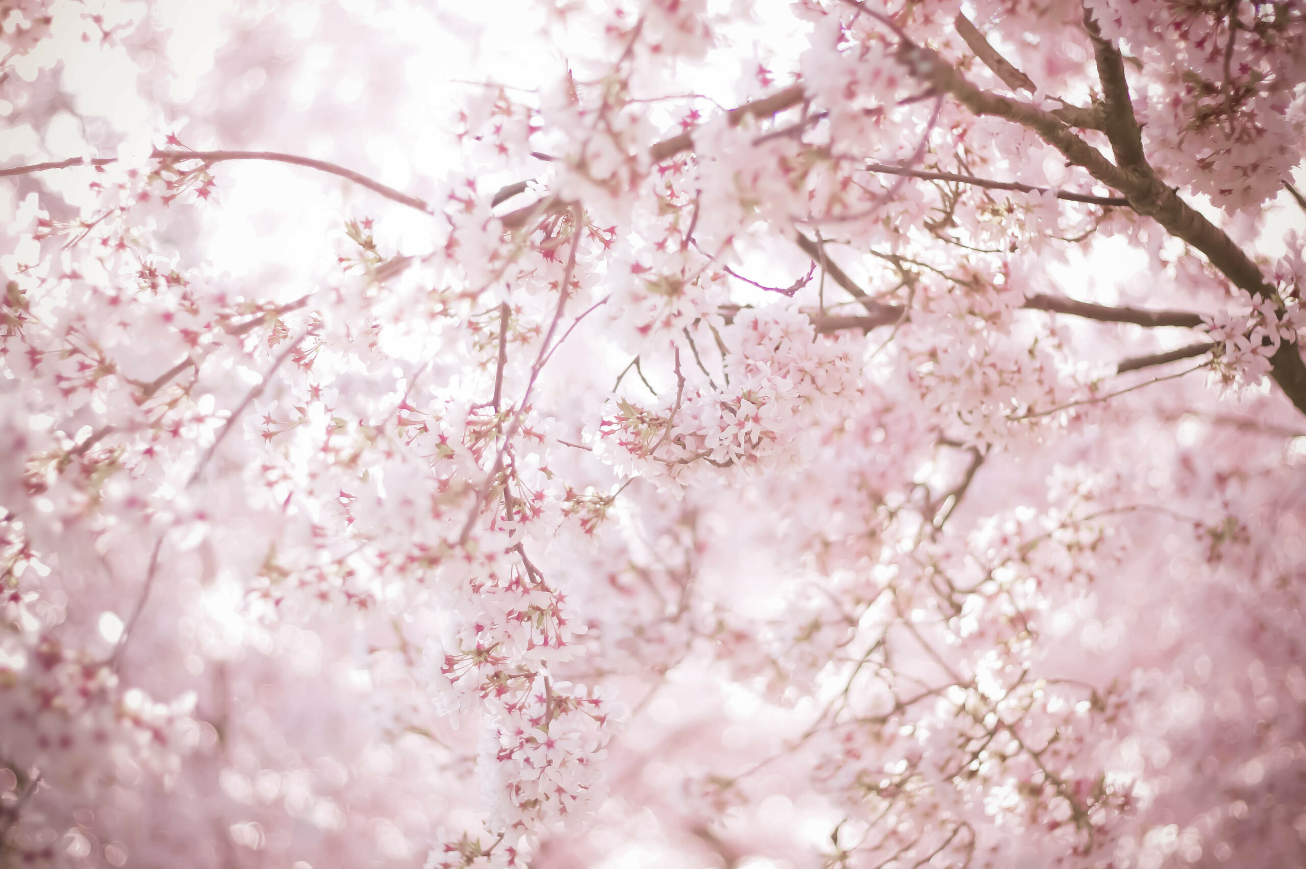 桜の御朱印をもらうならココ！春をもっと感じられる神社仏閣5選